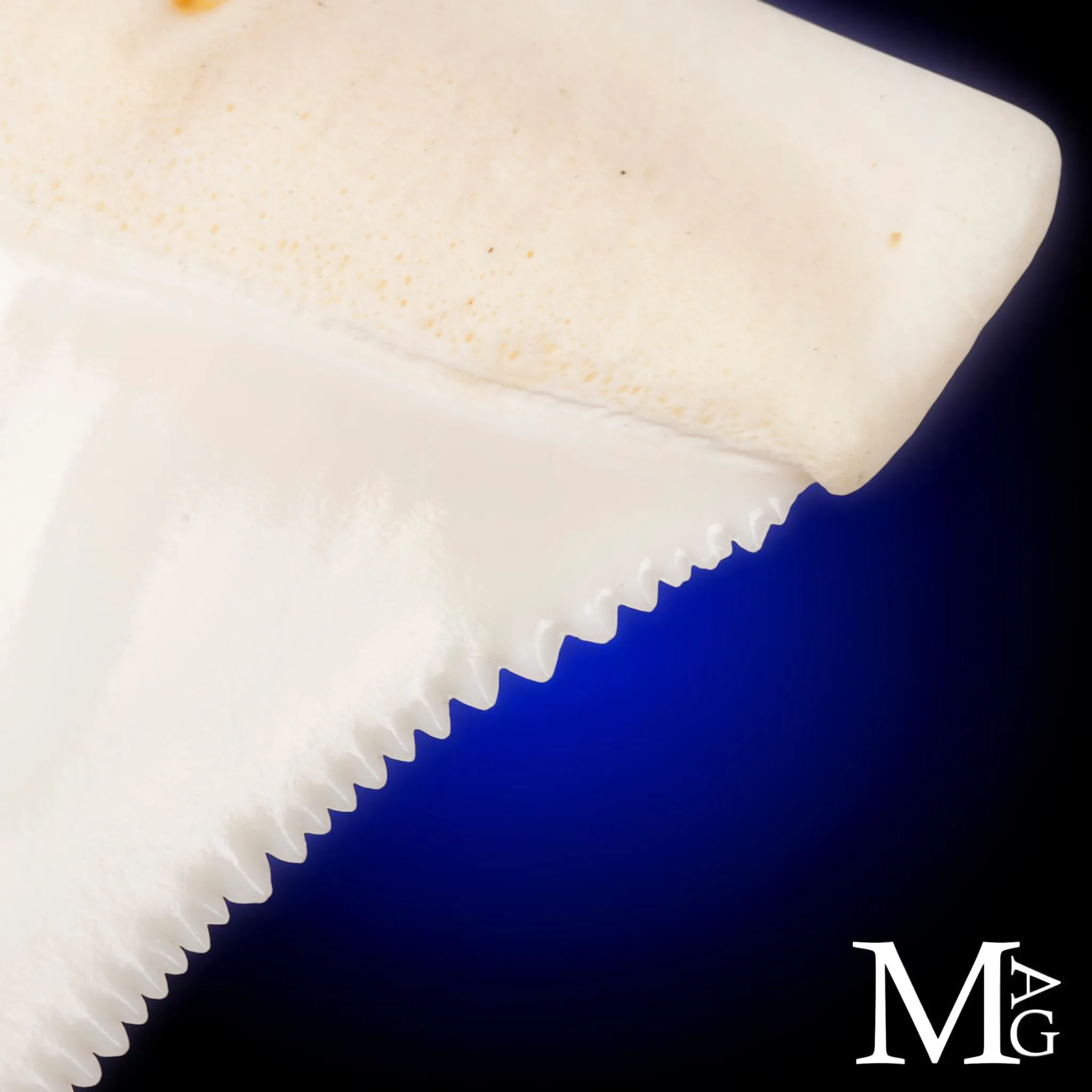 Grande Squalo Bianco - Dente A2 Superiore Sinistro – 50 mm