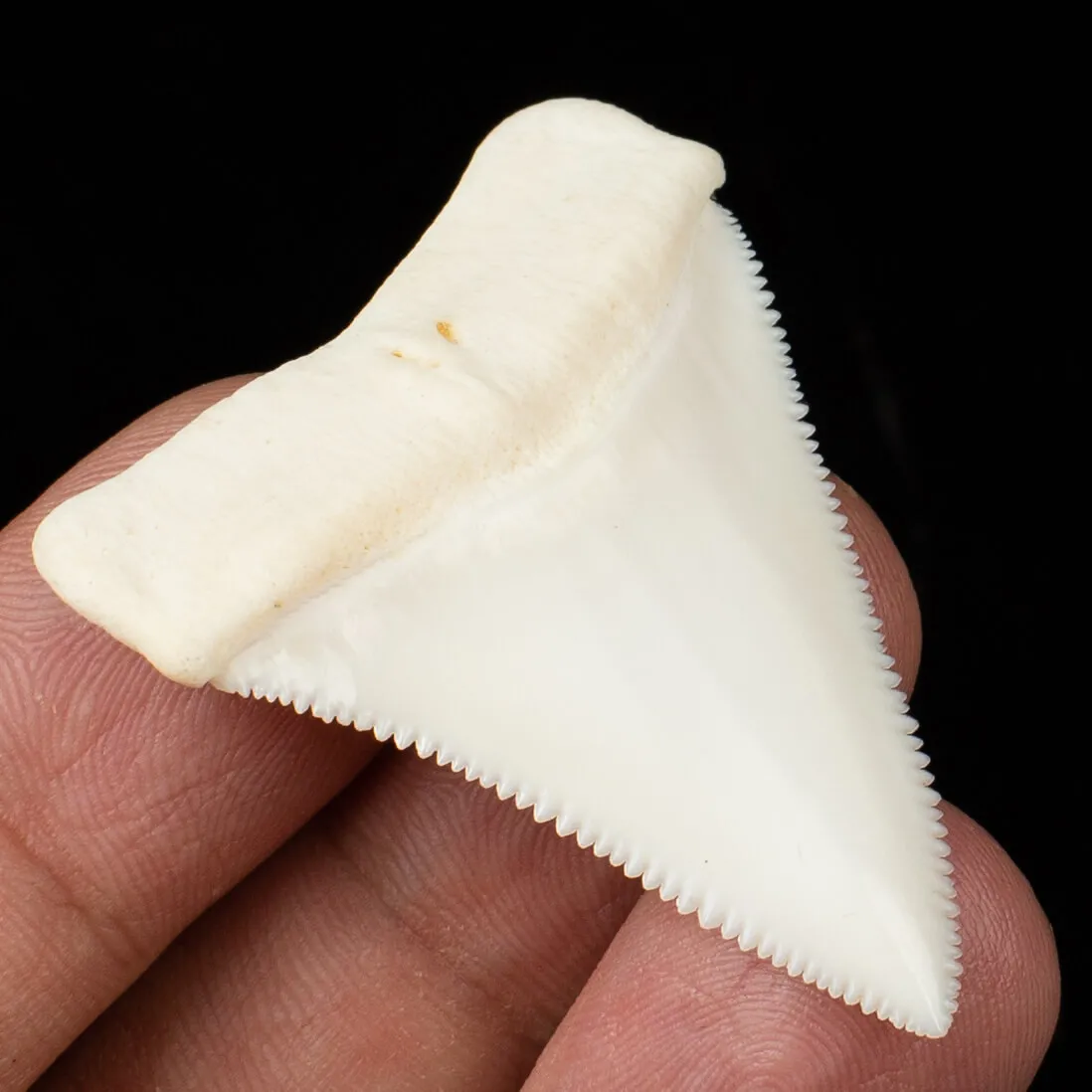 Carcharodon Carcharias: Il Fascino Eterno dello Squalo Bianco