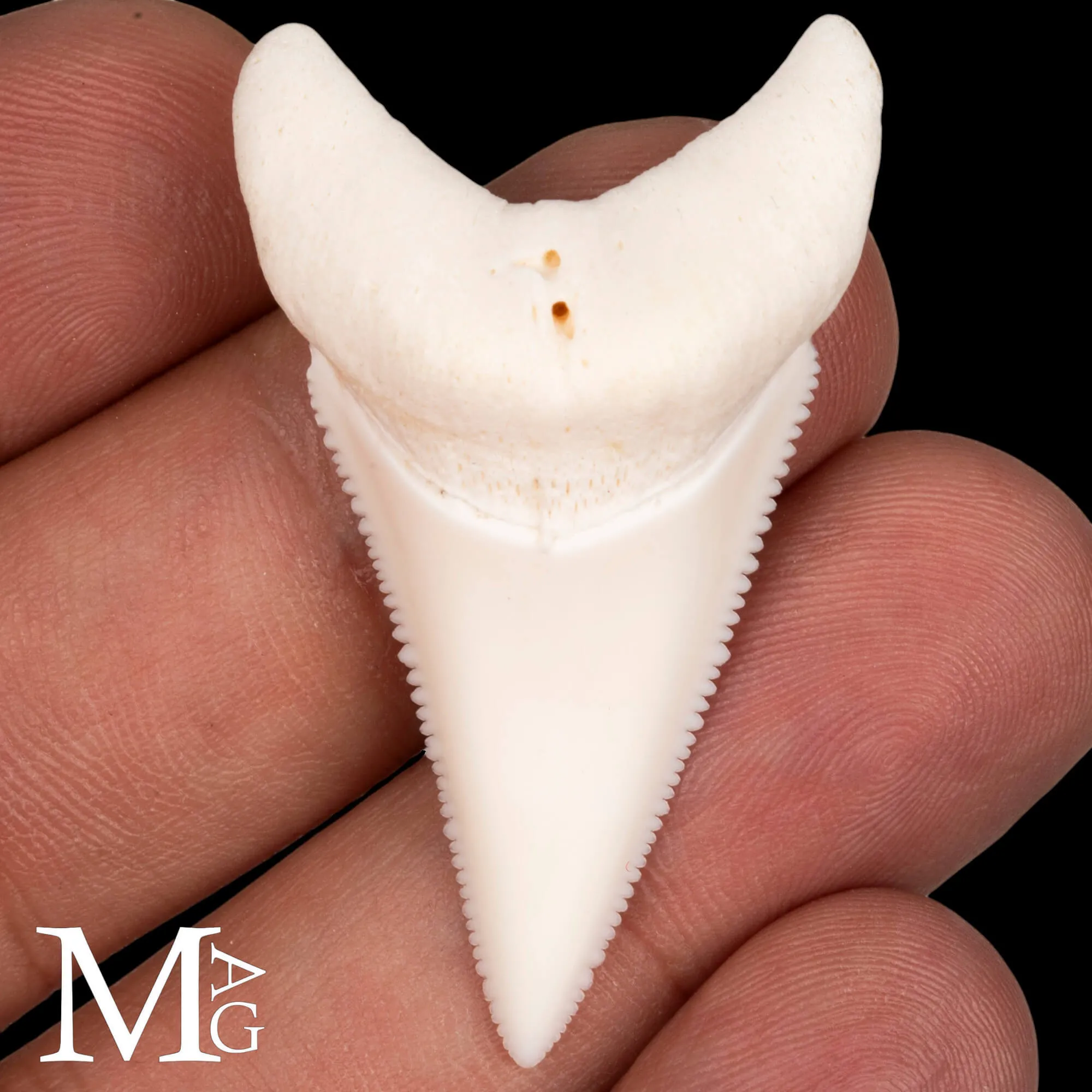 Dente di Squalo Bianco – Superiore Laterale Destro – 48,5 mm