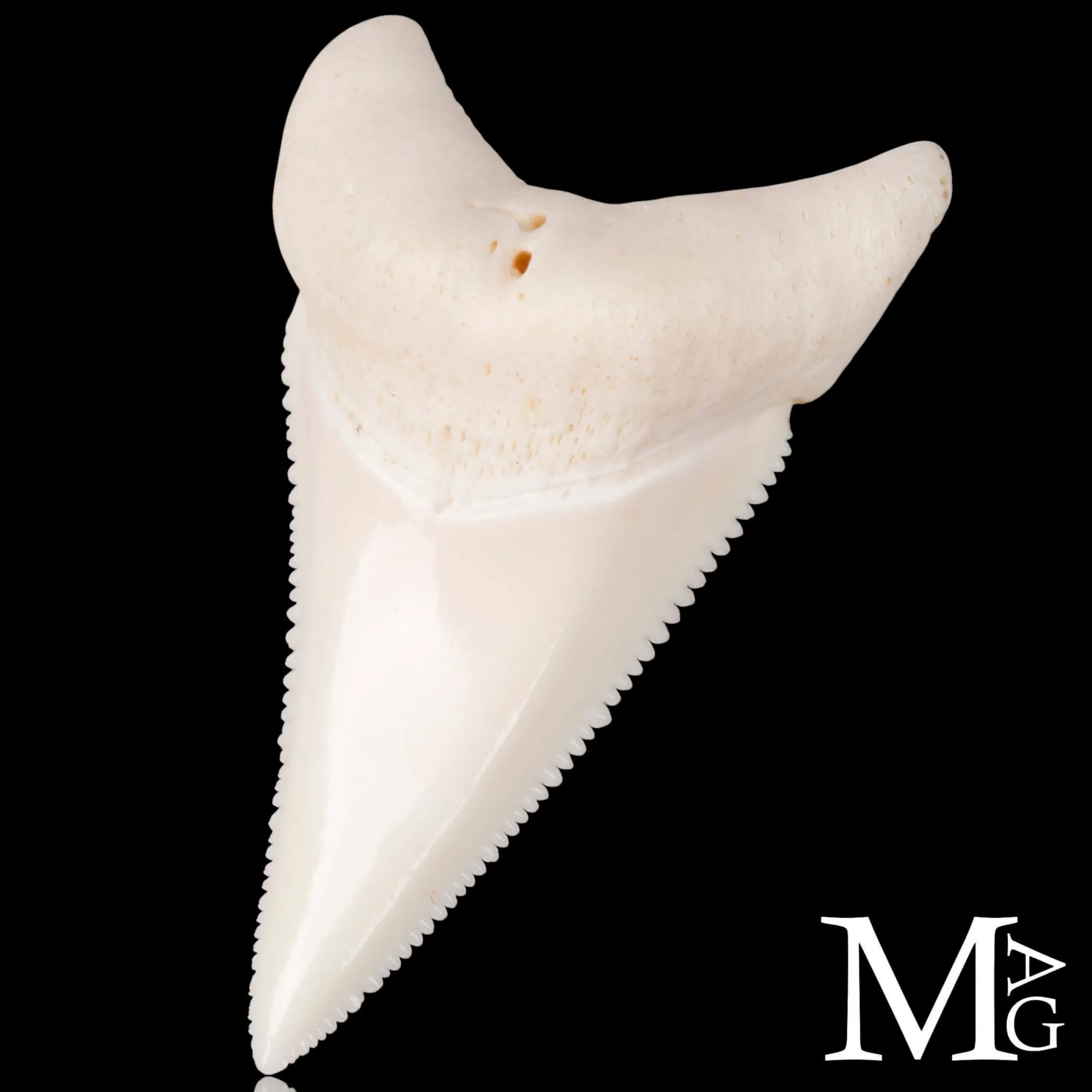 Dente di Squalo Bianco – Superiore Laterale Destro – 48,5 mm