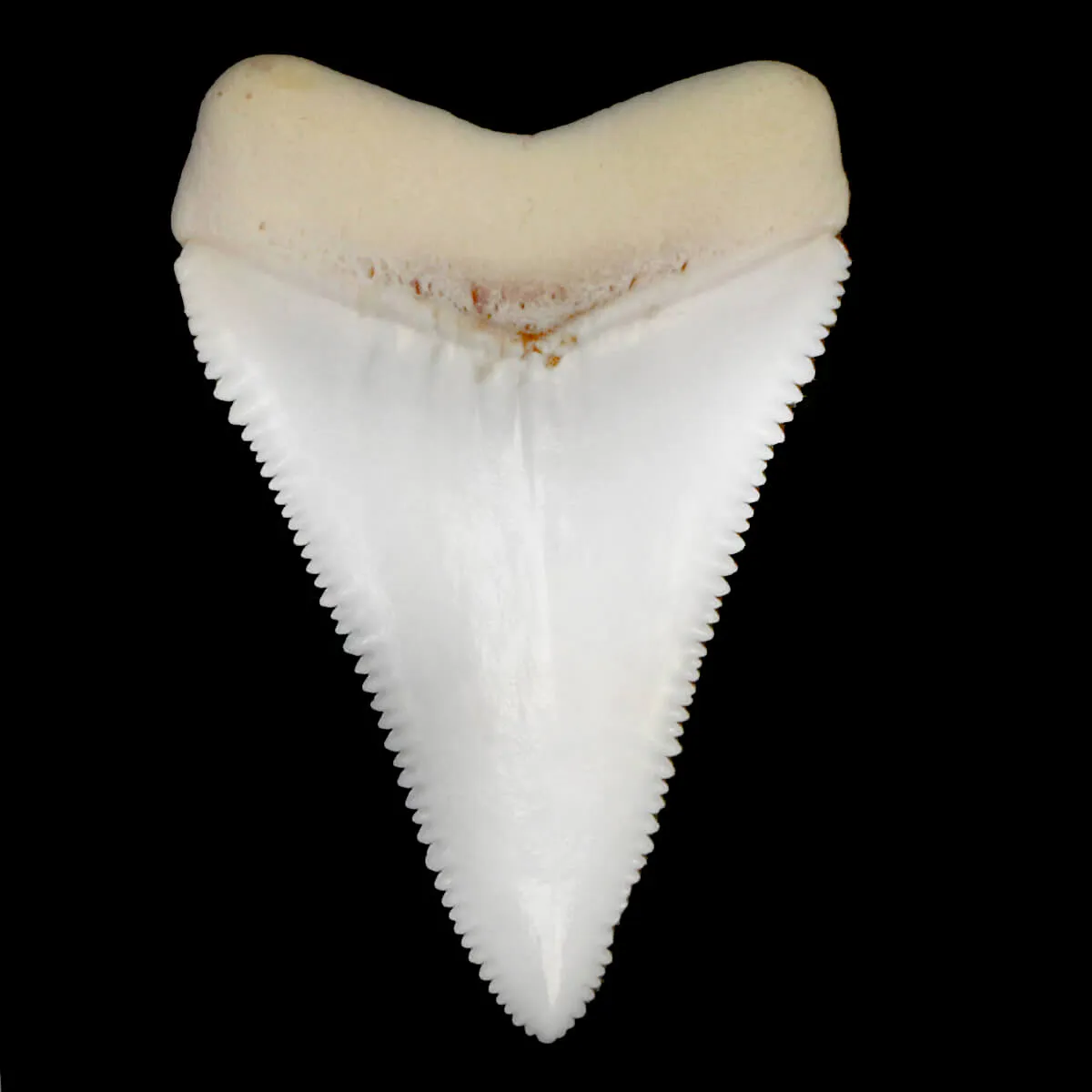 Dente Di Squalo Bianco