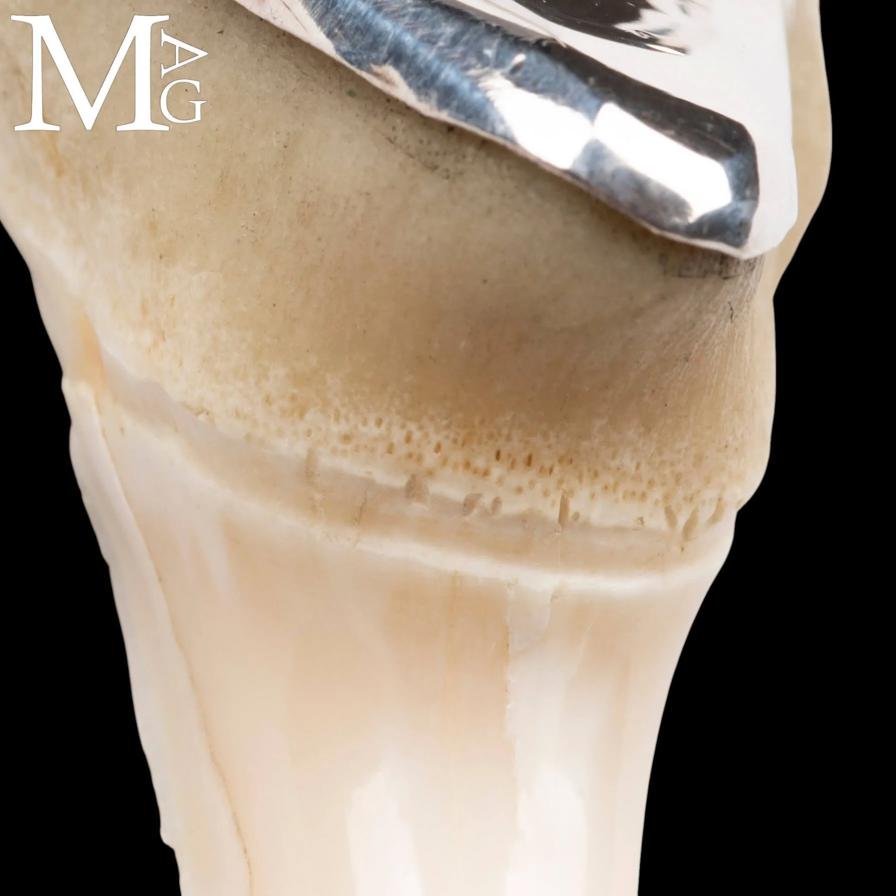 Ciondolo Dente di Squalo Mako in Argento 925