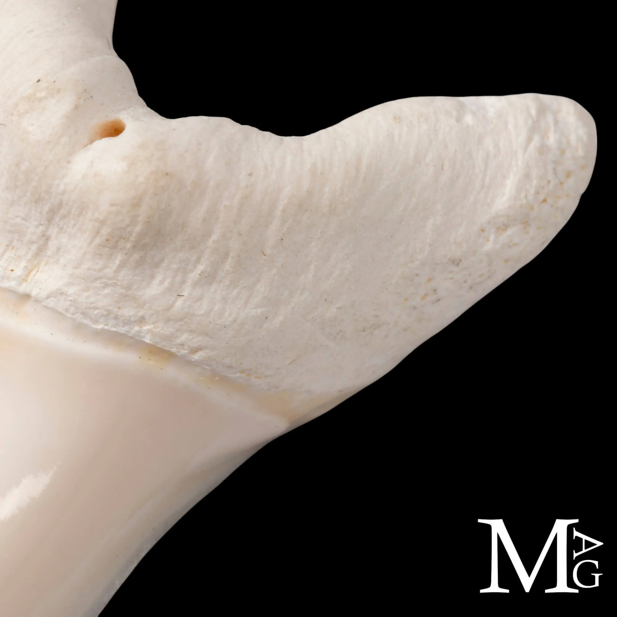 Dente di Squalo Mako – Anteriore Superiore