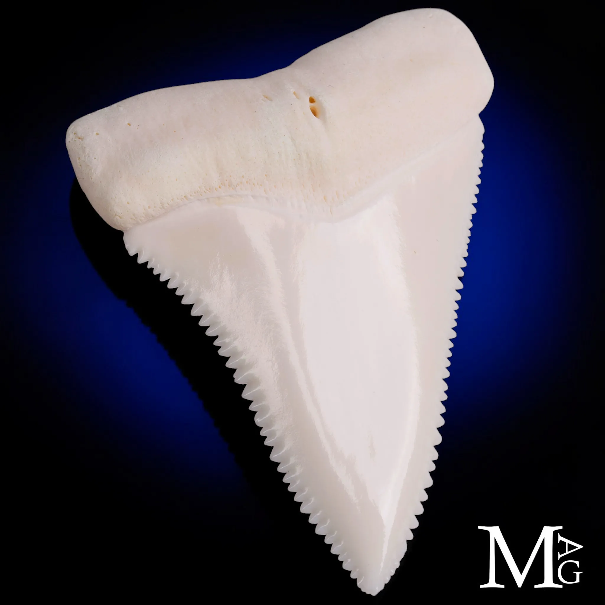 Dente di Grande Squalo Bianco -Primo Laterale Destro.