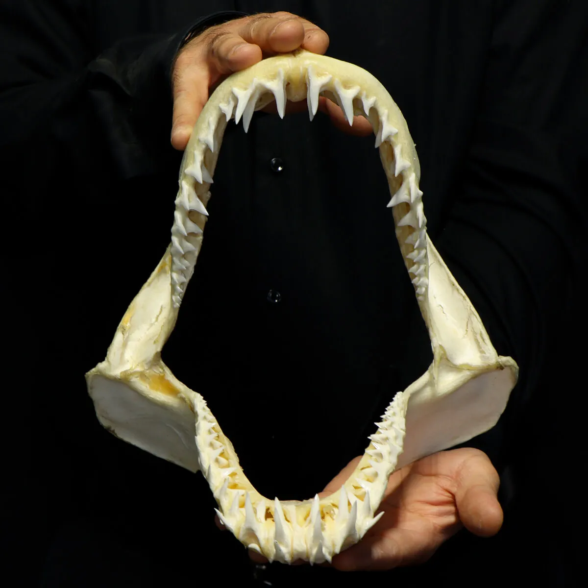 Bocca di Squalo Mako