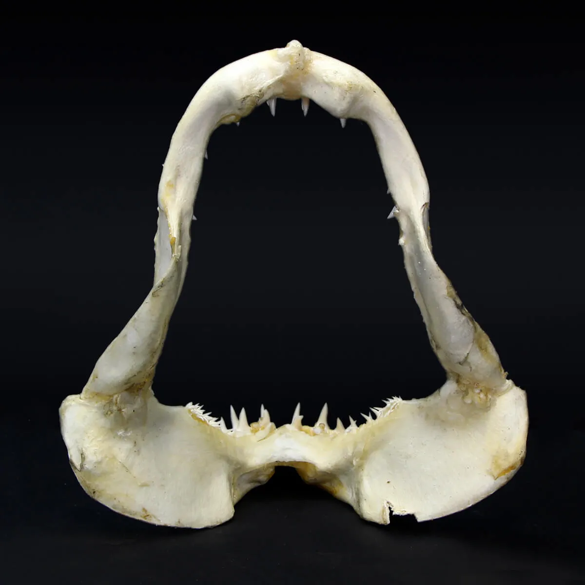 Bocca di Squalo Mako