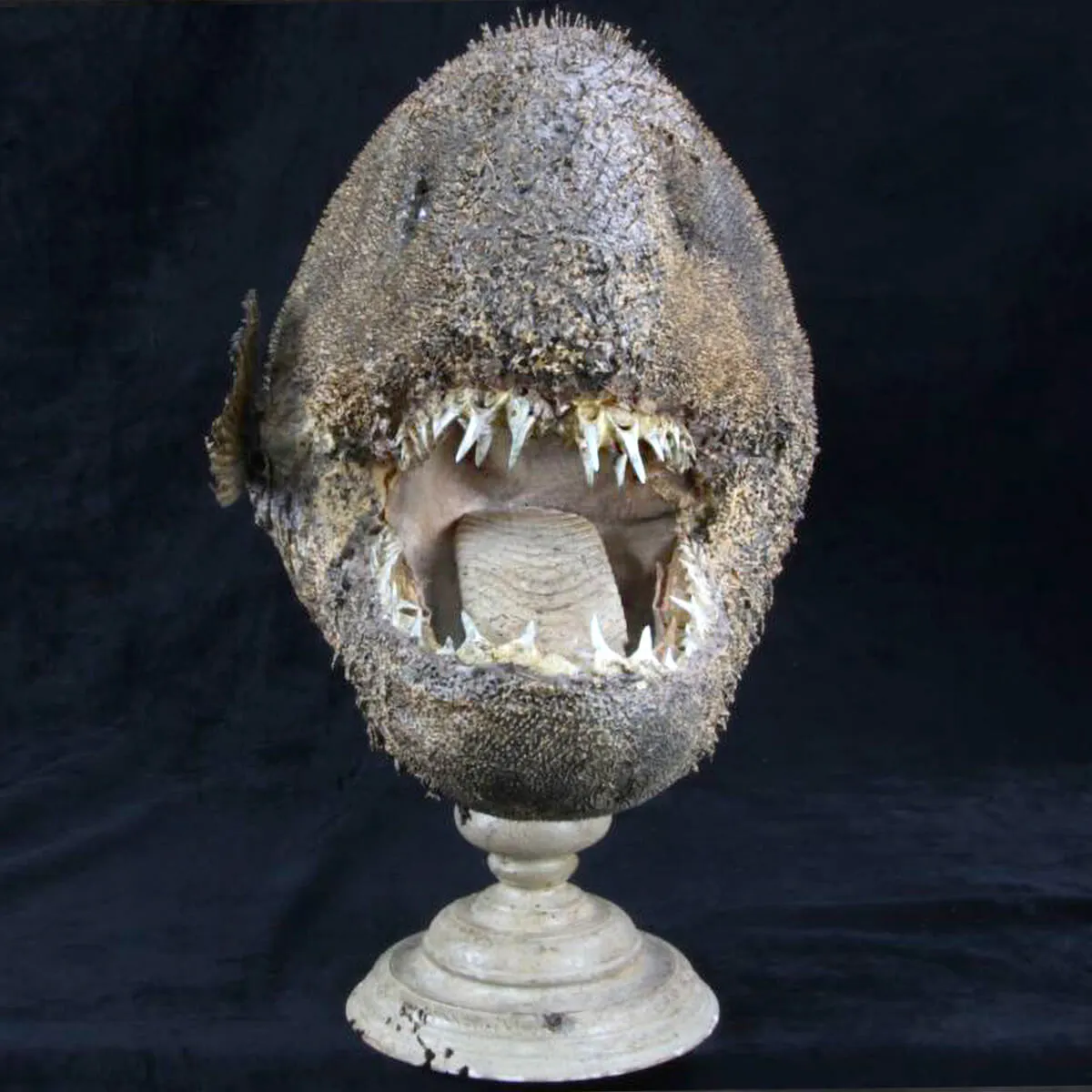 Chimera - Pesce degli abissi