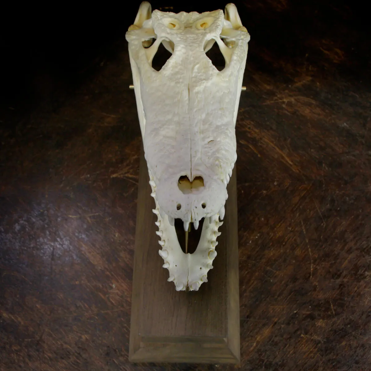 Teschio di Coccodrillo