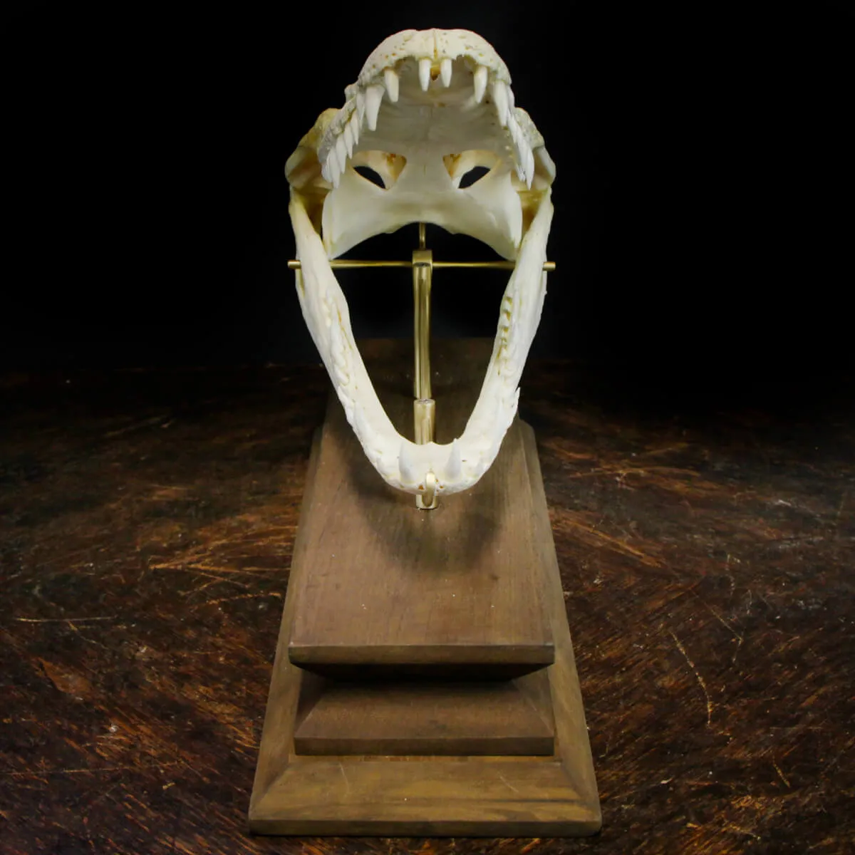 Teschio di Coccodrillo