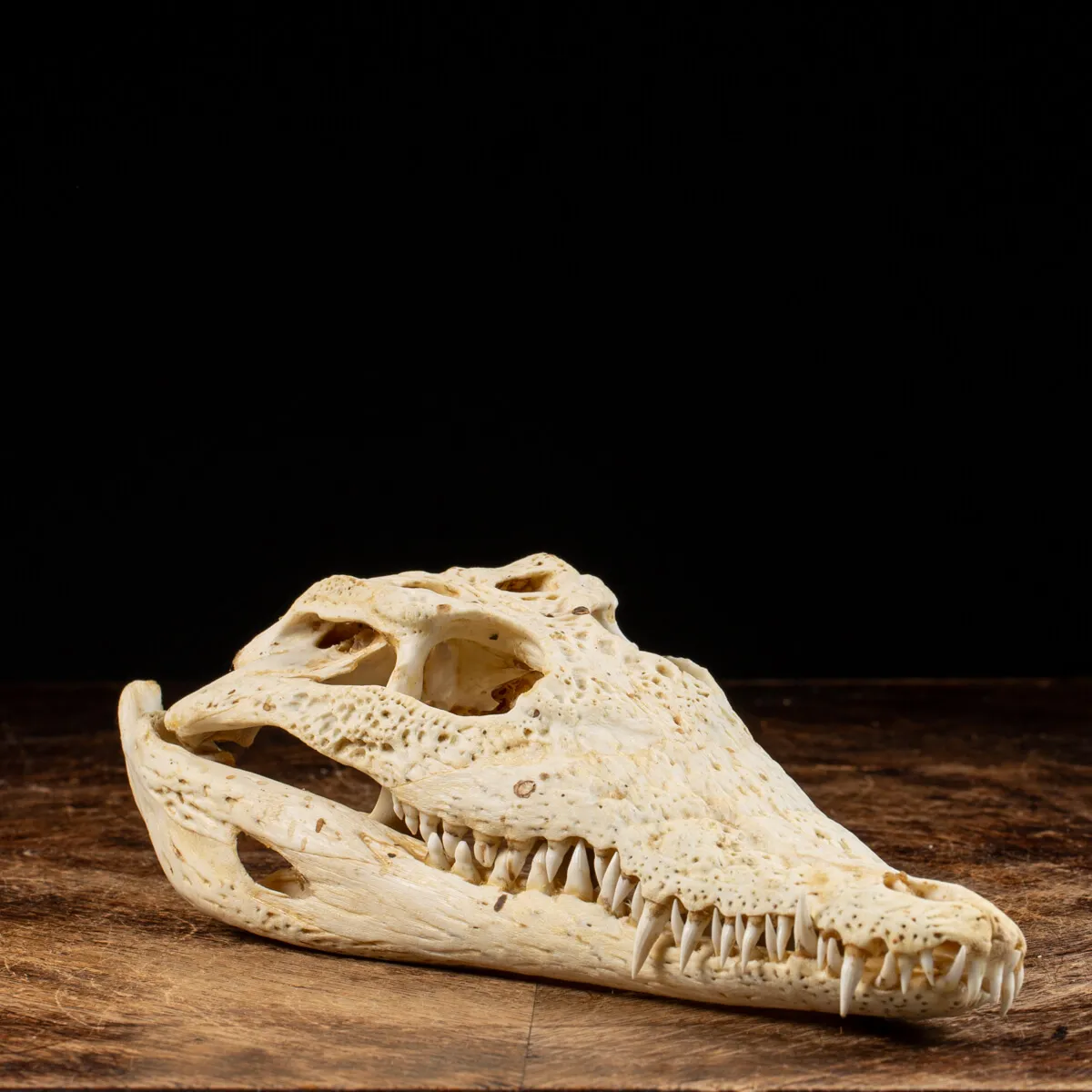 Teschio di Coccodrillo