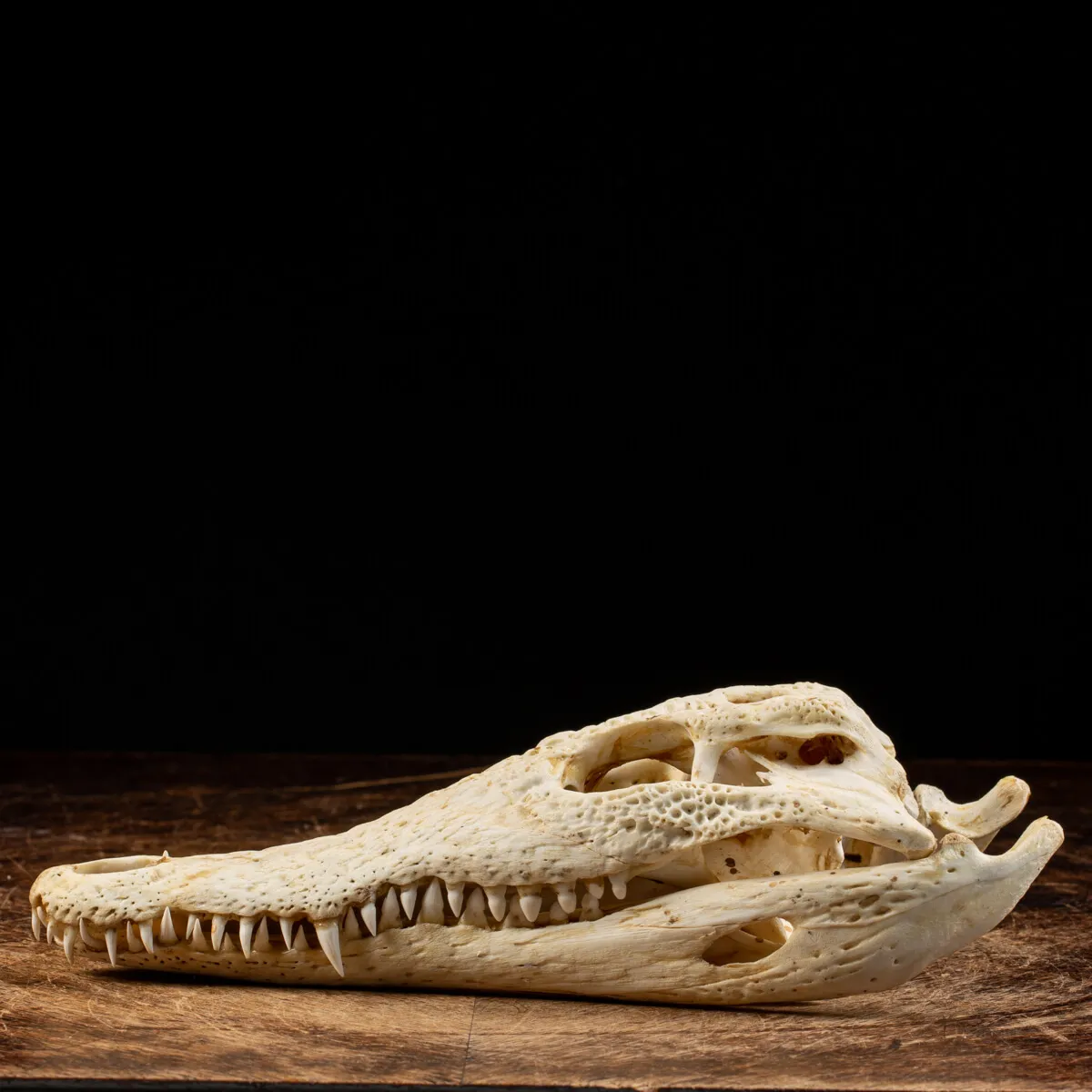 Teschio di Coccodrillo
