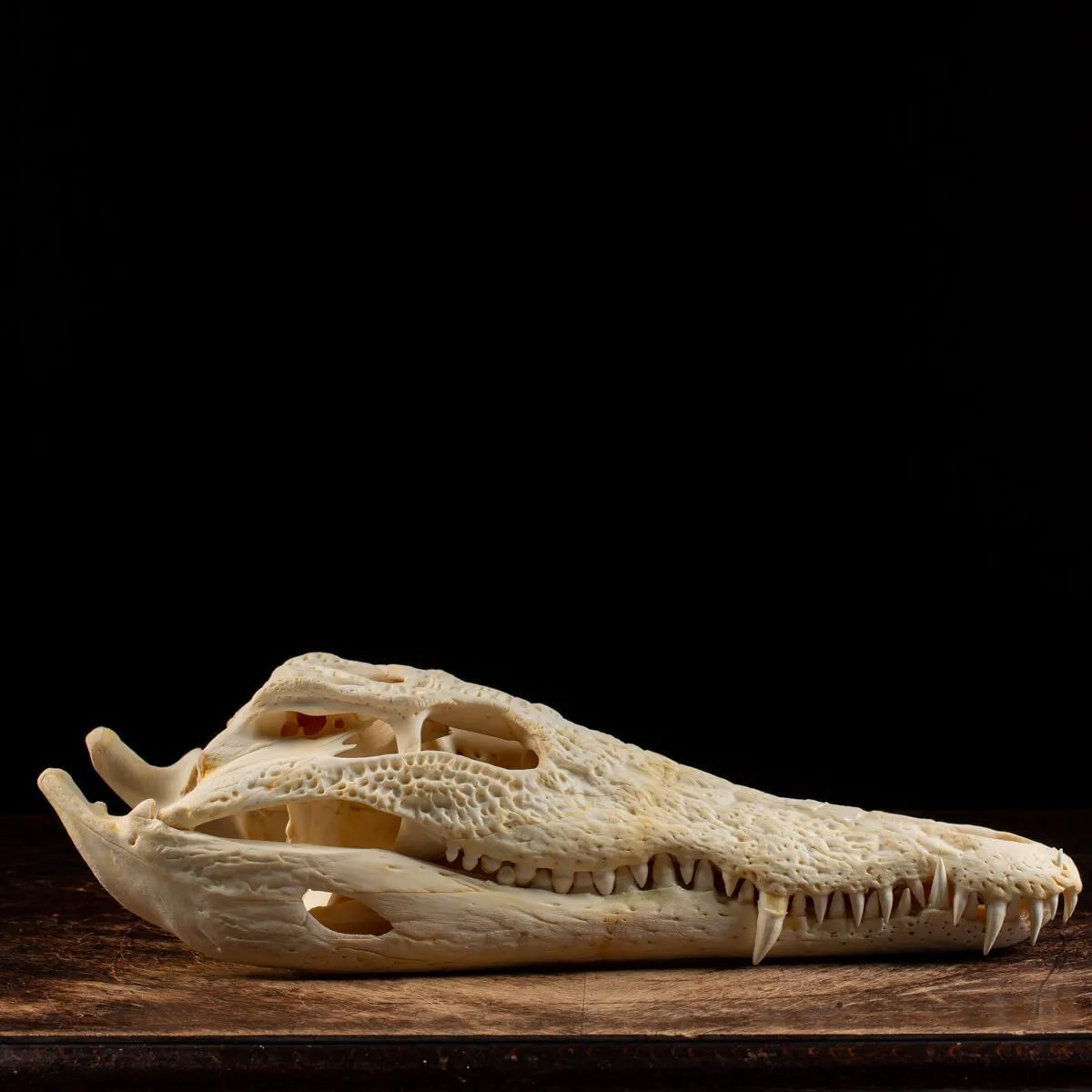 Teschio di Coccodrillo