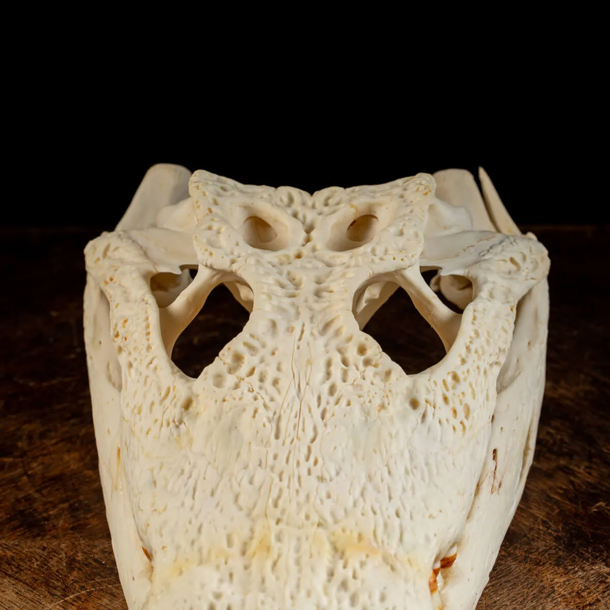Teschio di Coccodrillo