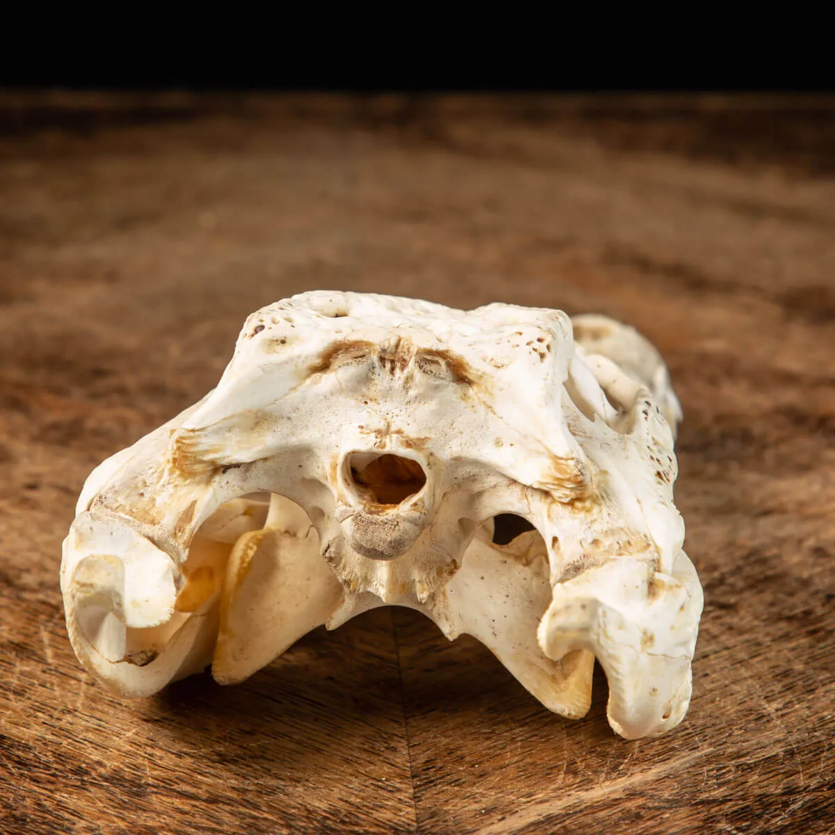 Cranio di Coccodrillo Siamensis