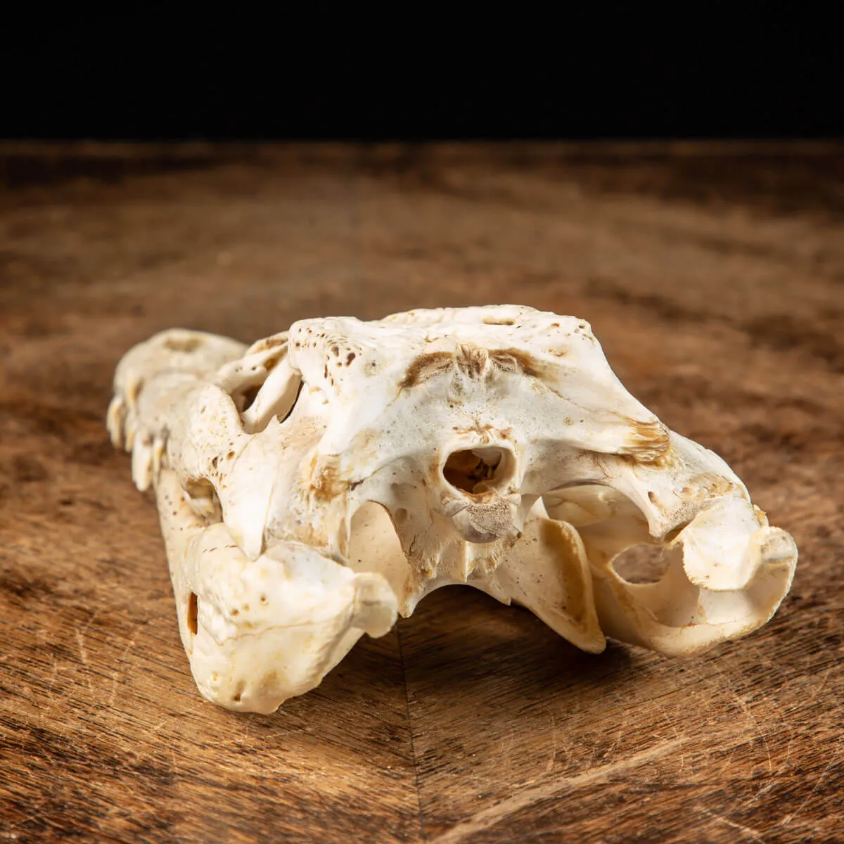 Cranio di Coccodrillo Siamensis