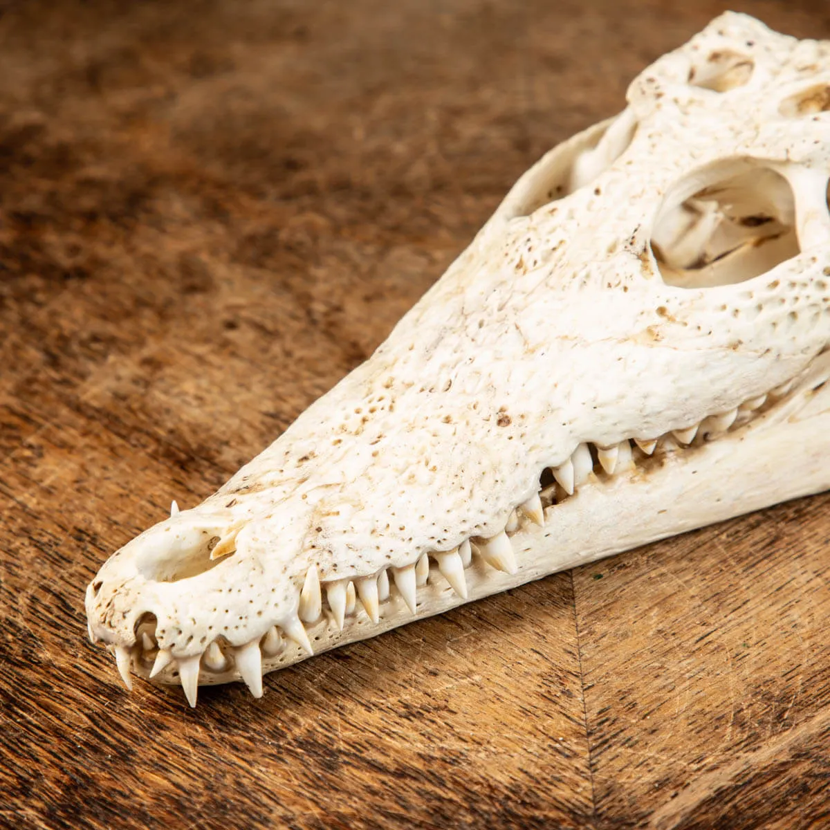 Cranio di Coccodrillo Siamensis