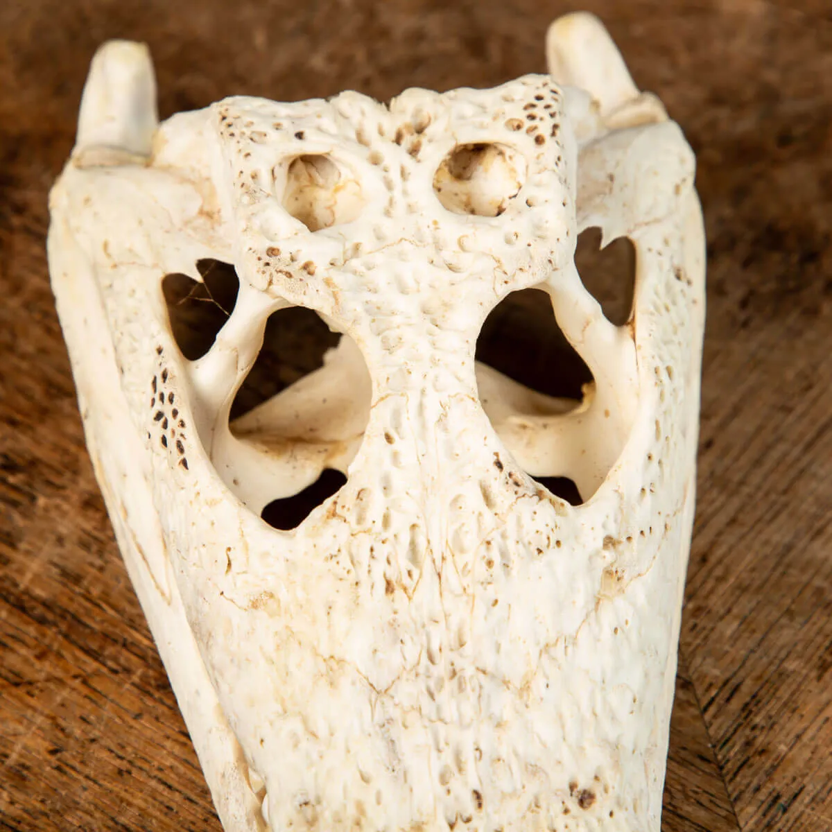 Cranio di Coccodrillo Siamensis