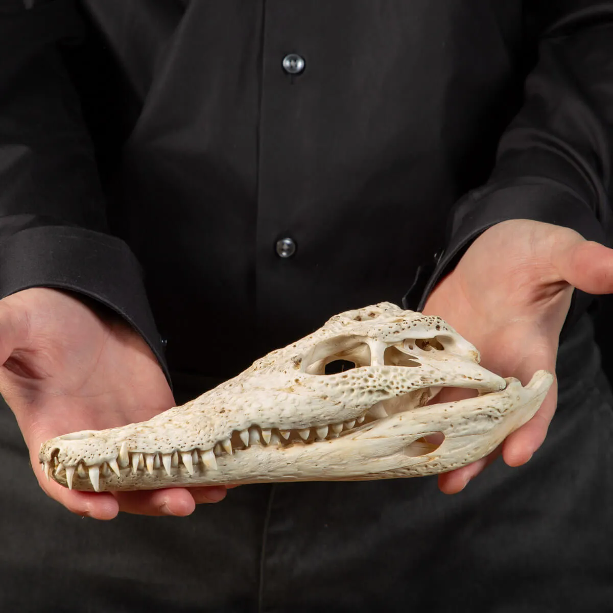 Cranio di Coccodrillo Siamensis
