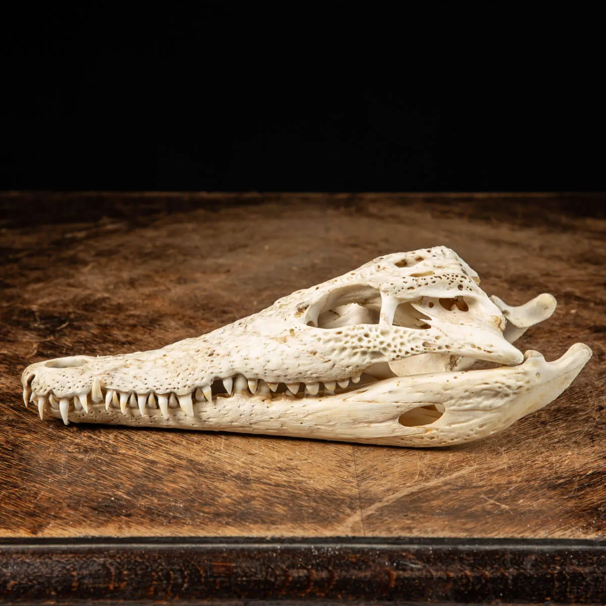 Cranio di Coccodrillo Siamensis