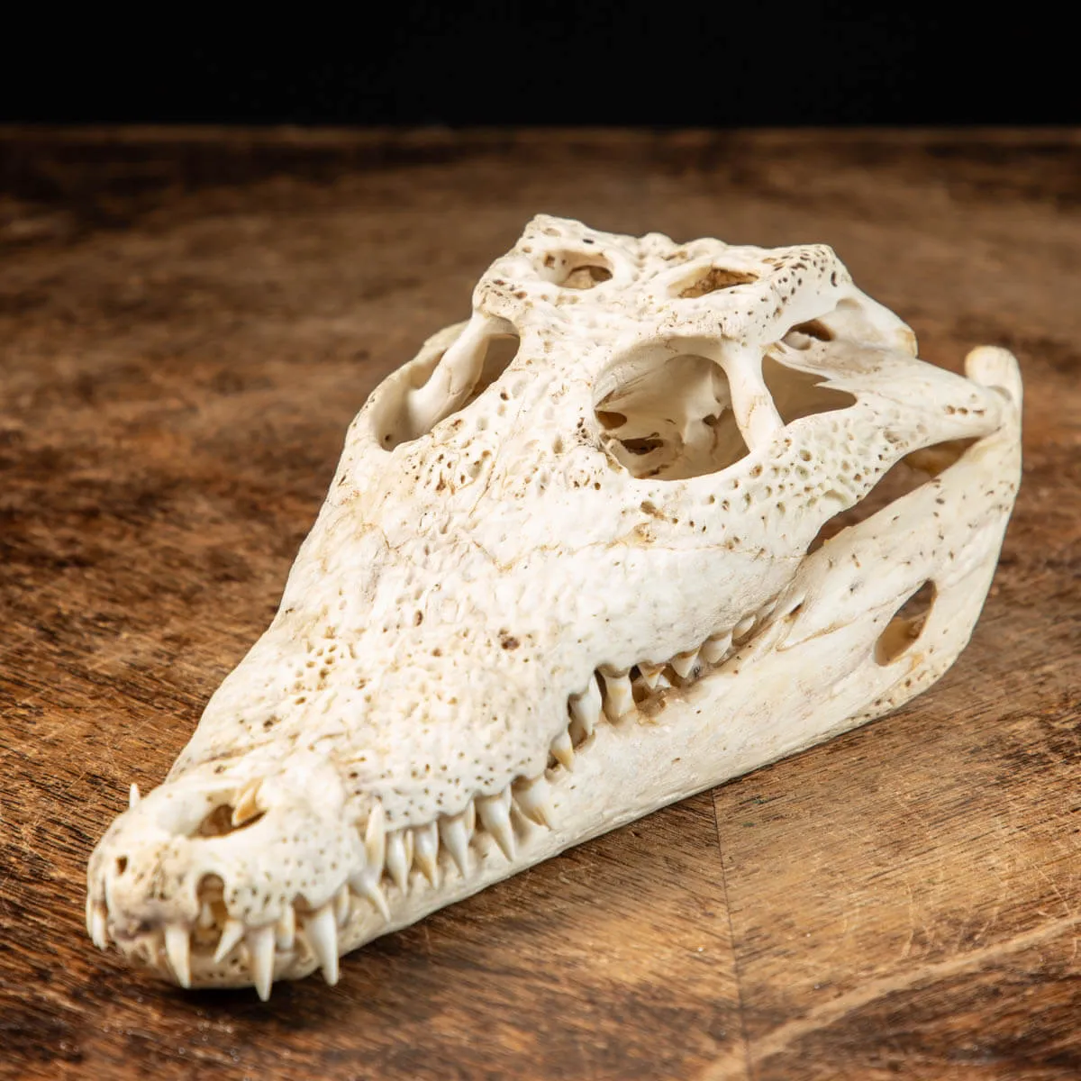 Cranio di Coccodrillo Siamensis