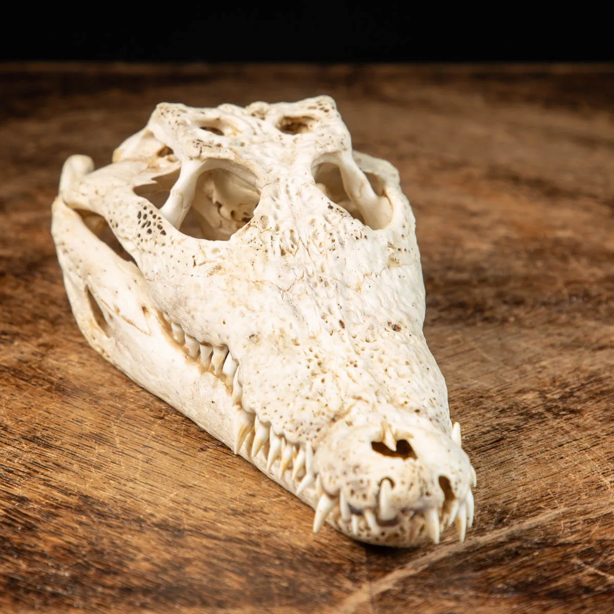Cranio di Coccodrillo Siamensis
