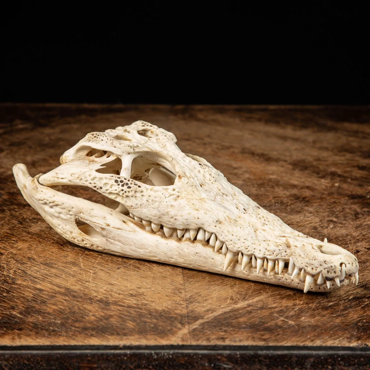 Cranio di Coccodrillo Siamensis