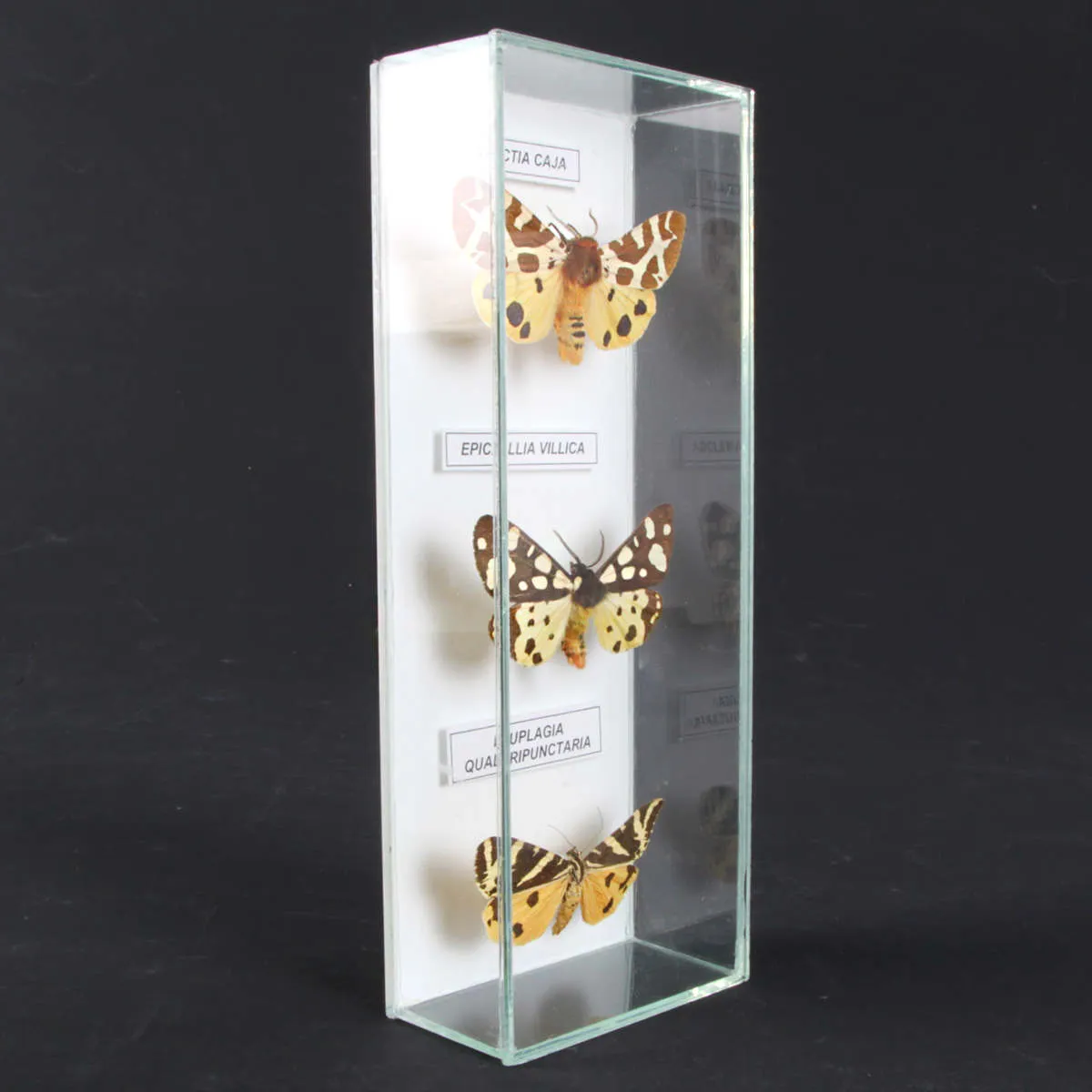 Set di 3 Falene sotto teca