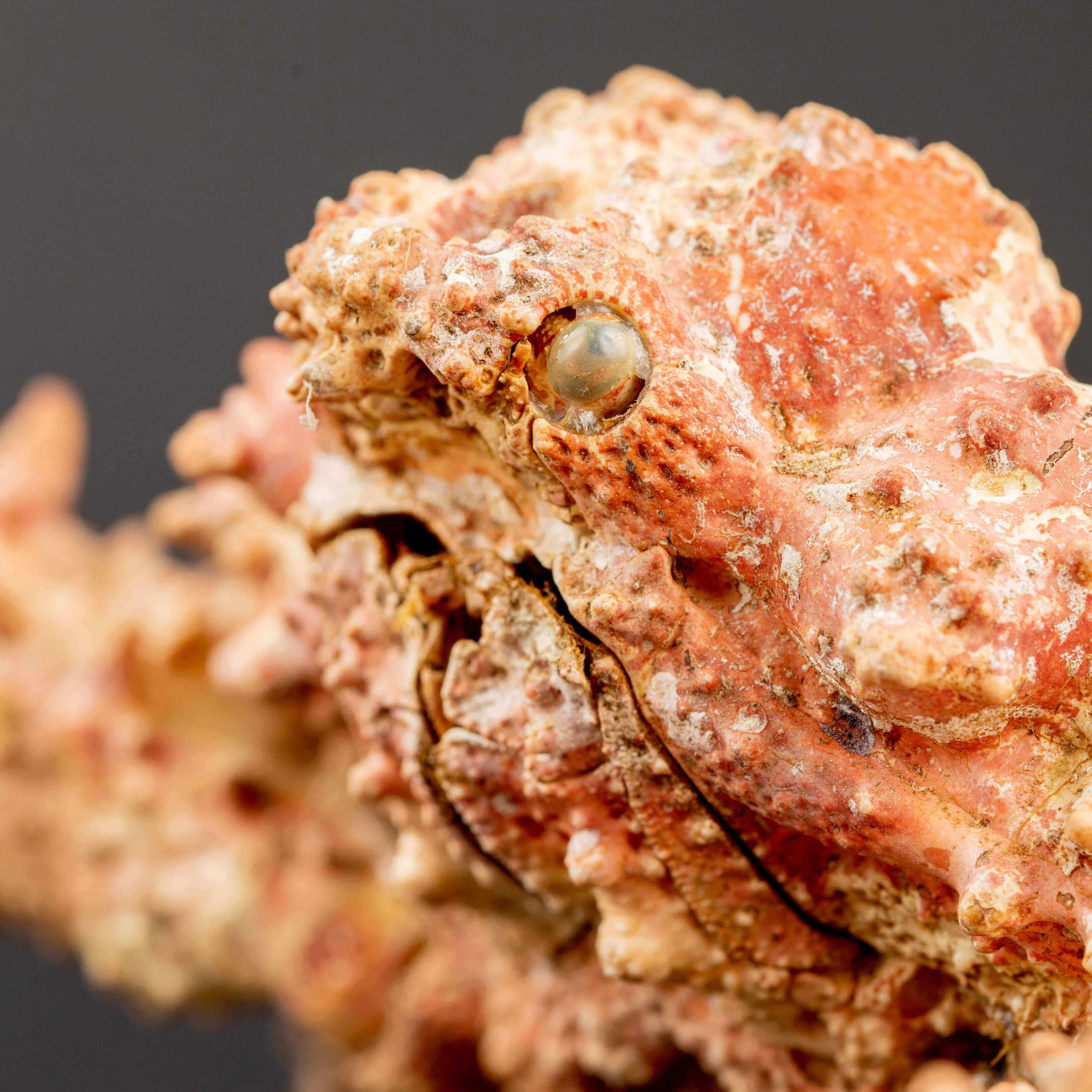 Parthenopiidae: Daldorfia Horrida
