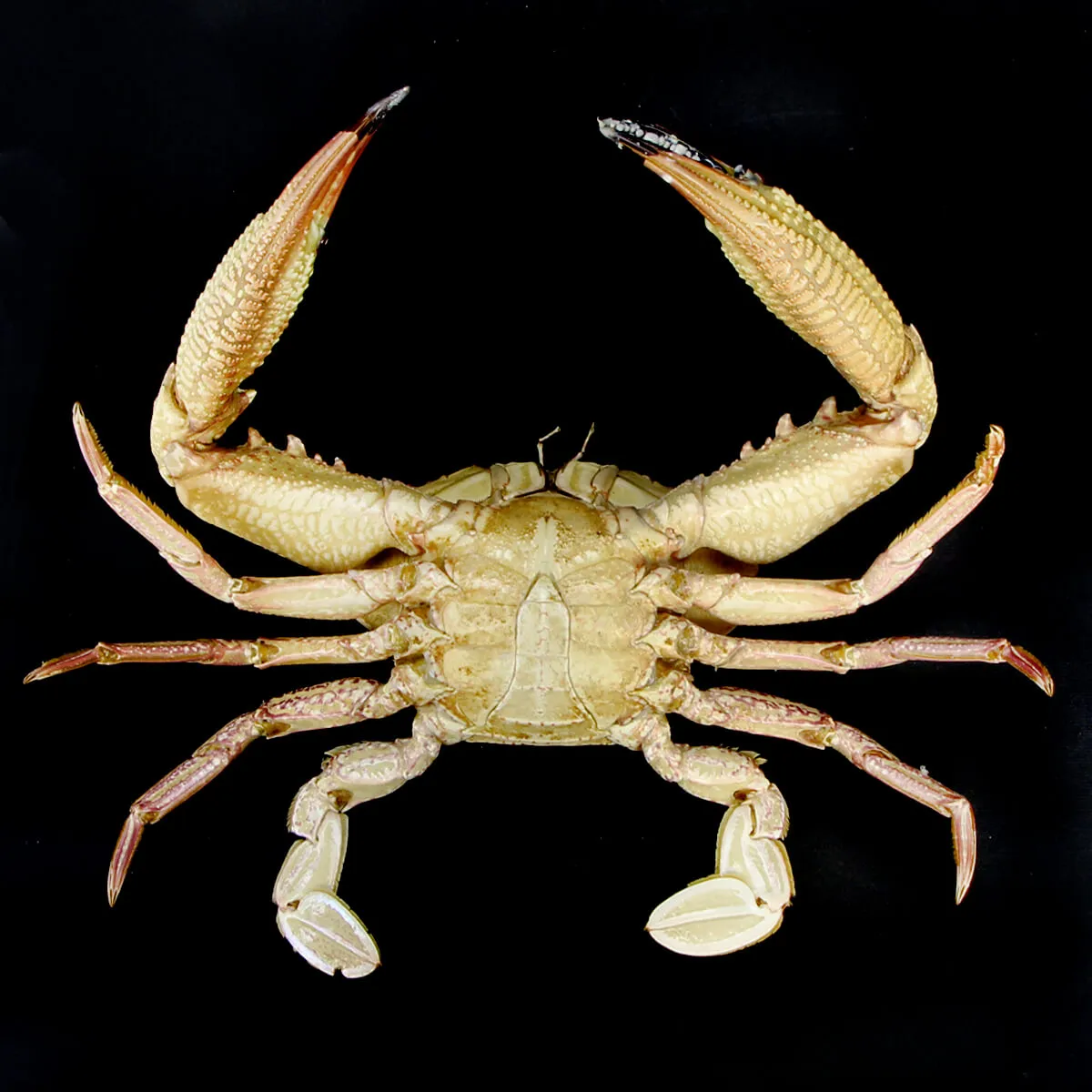 Charybdis natator