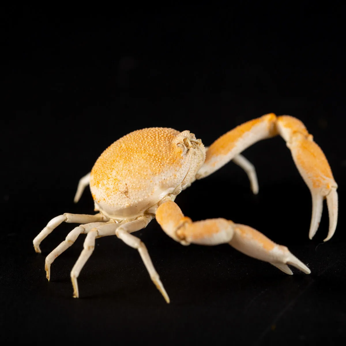Leucosiidae Toru Granuloides