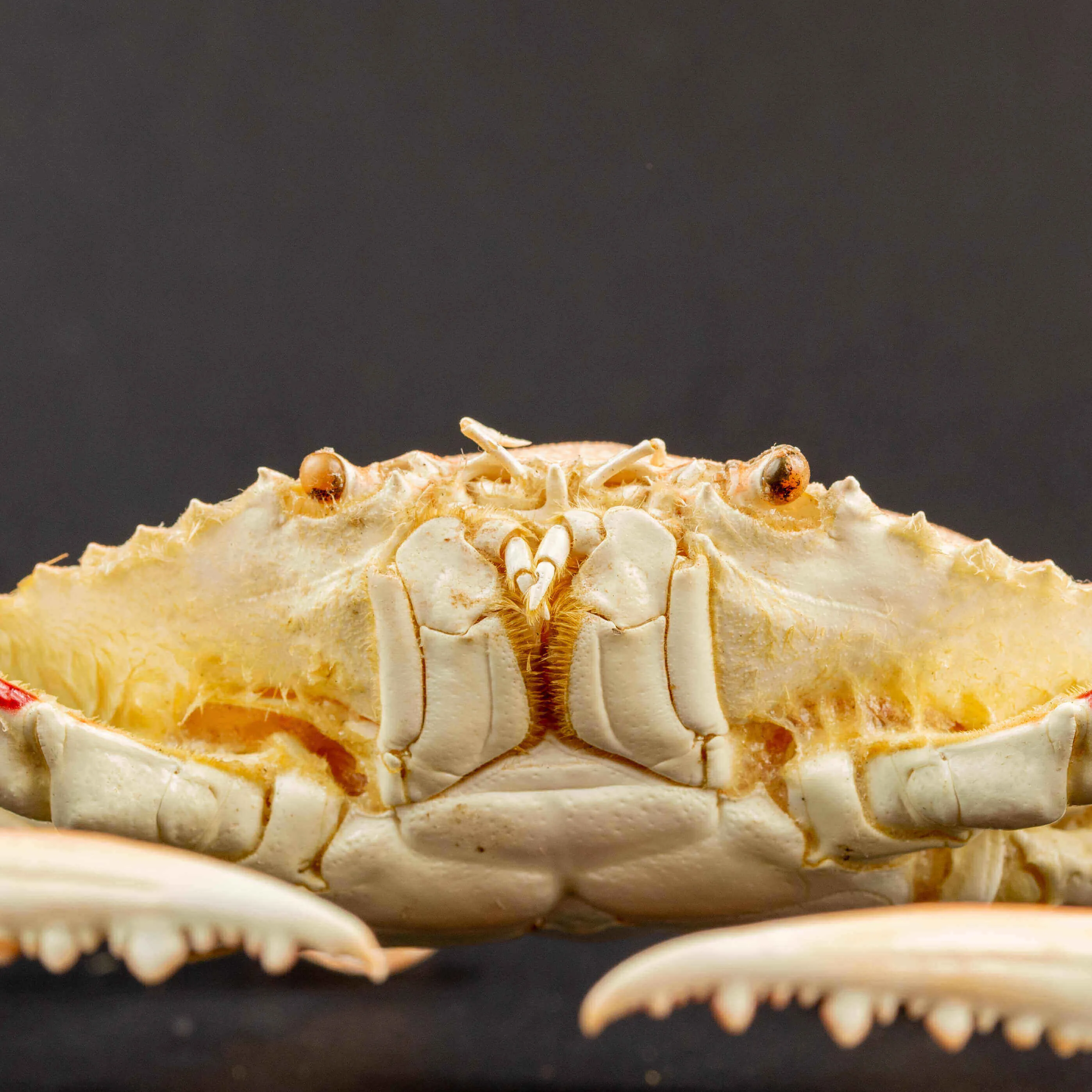 Portunus Sanguinolentus Granchio di Mare