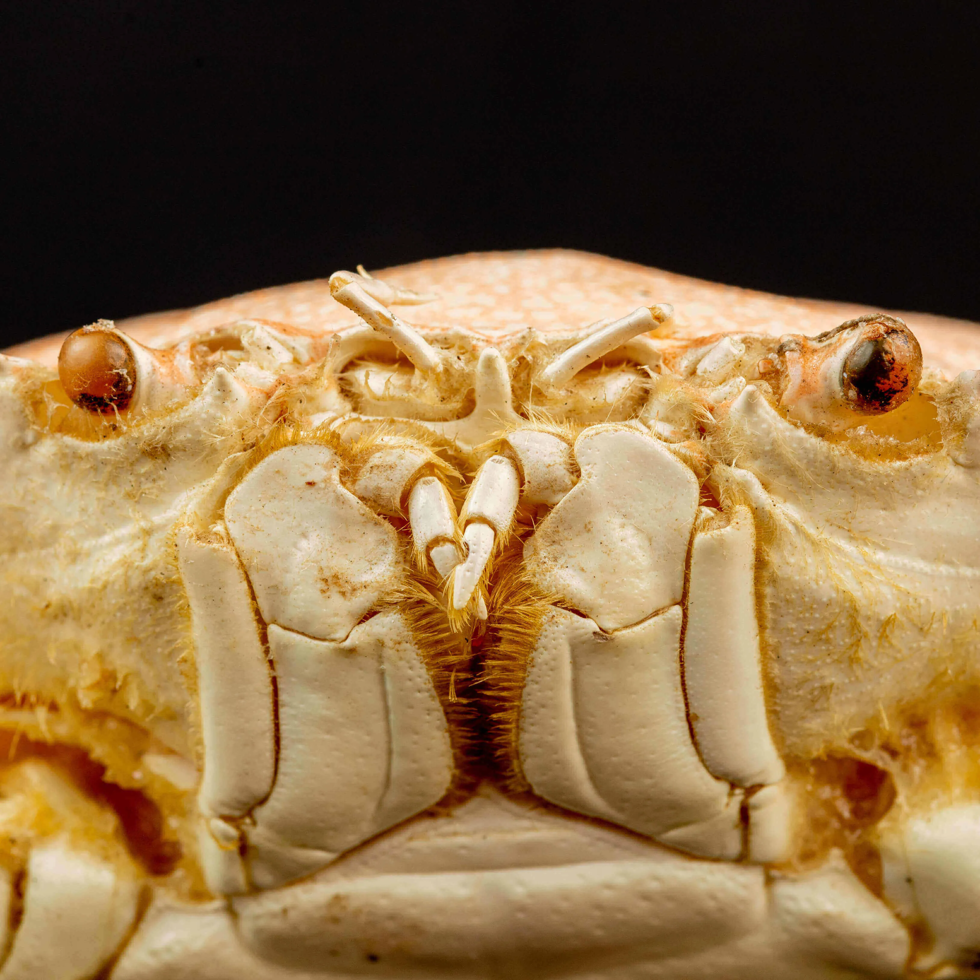 Portunus Sanguinolentus Granchio di Mare