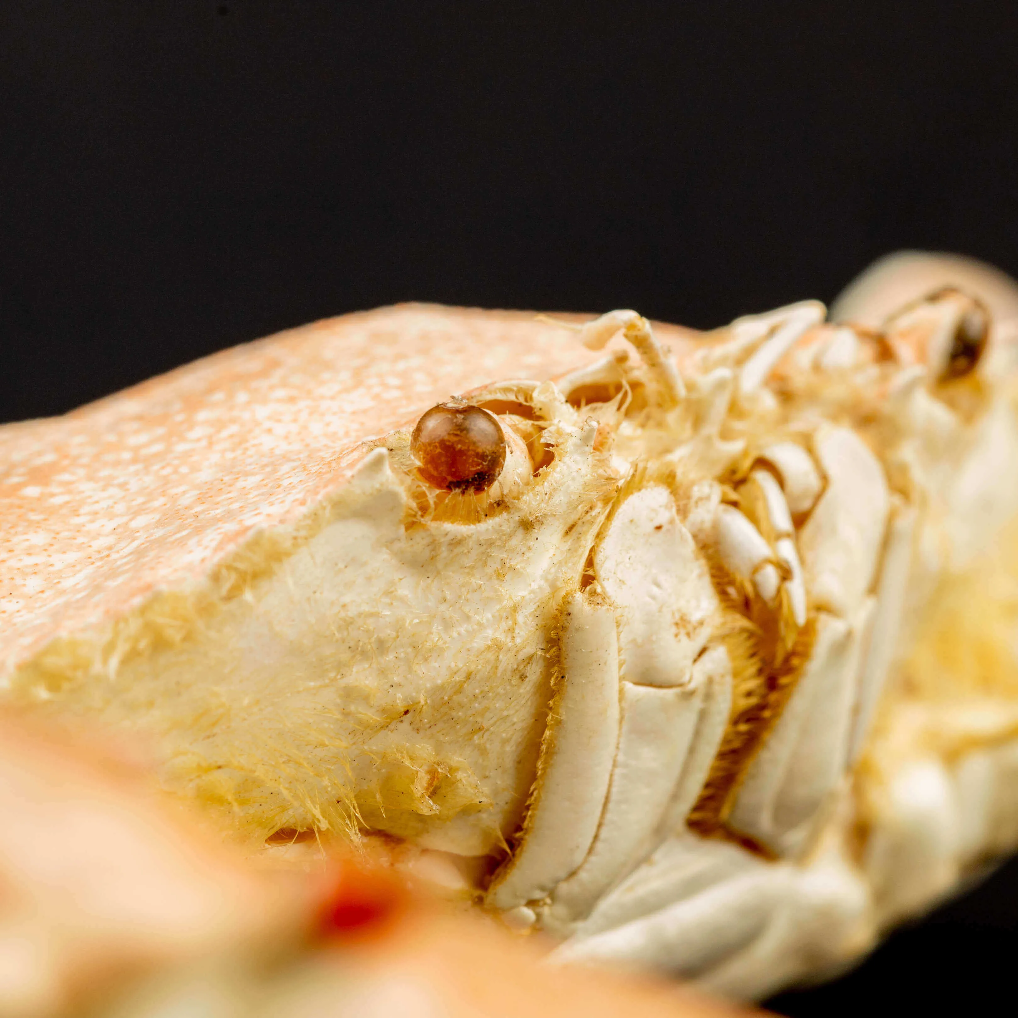 Portunus Sanguinolentus Granchio di Mare