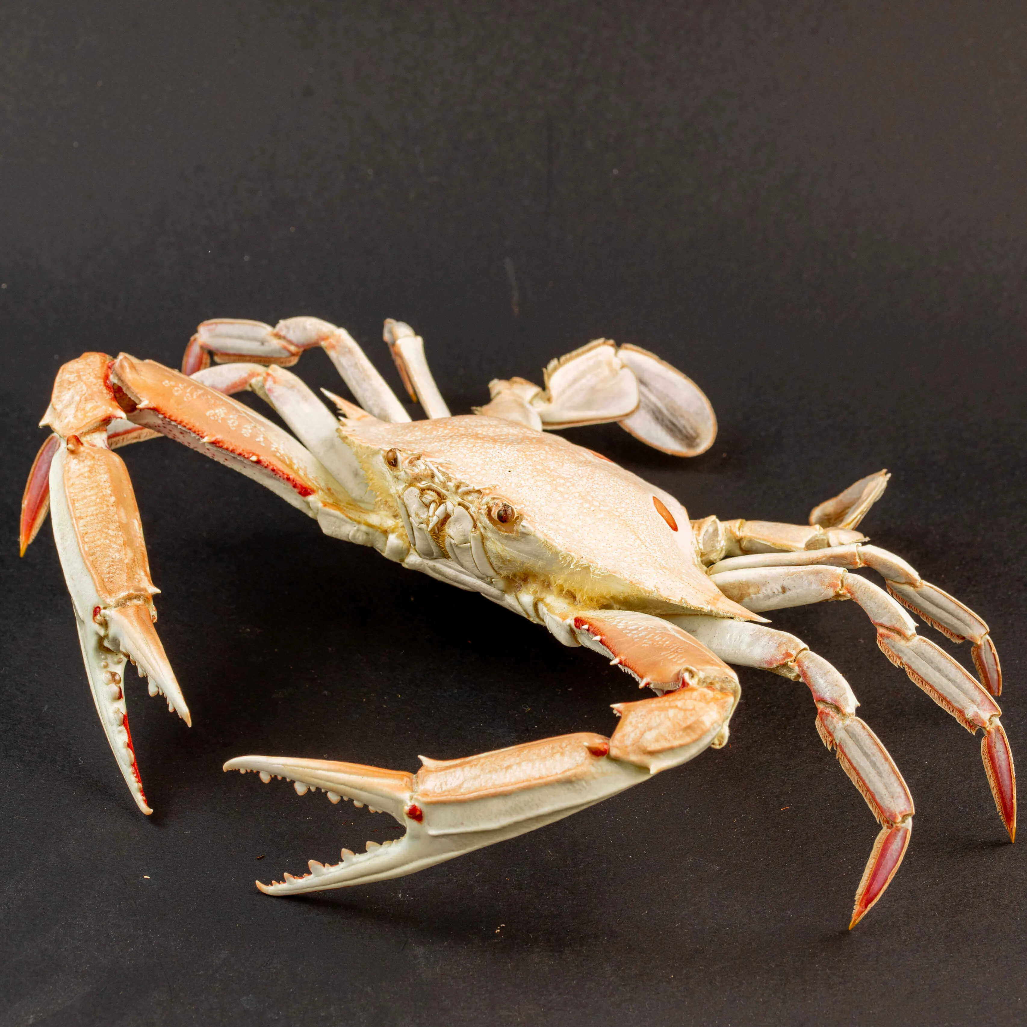 Portunus Sanguinolentus Granchio di Mare