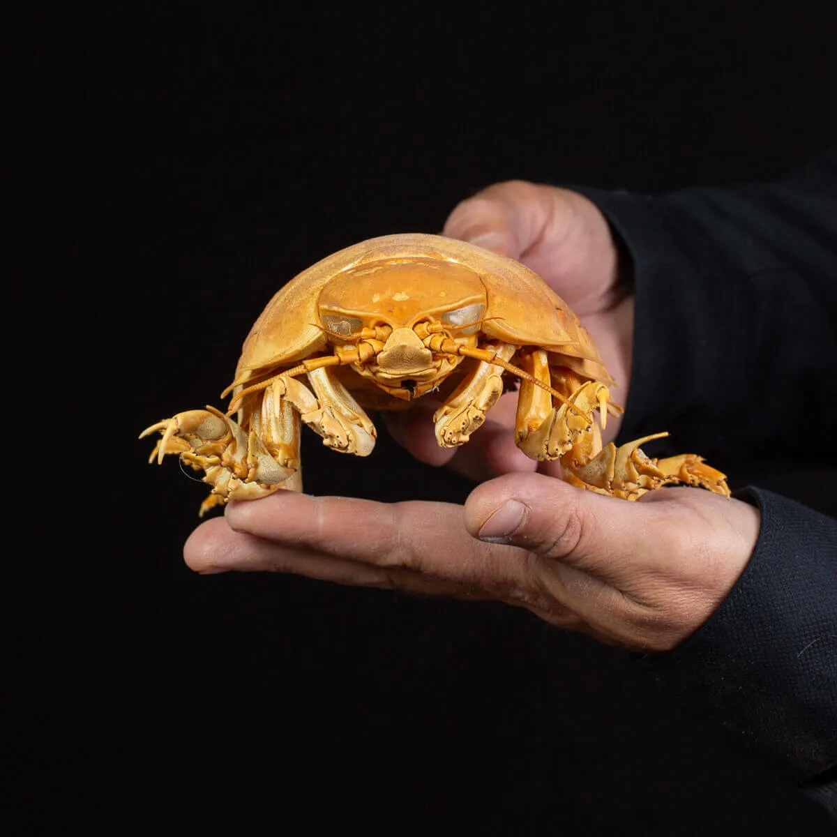 Raro Isopode: Bathynomus giganteus gigante - Una meraviglia degli abissi