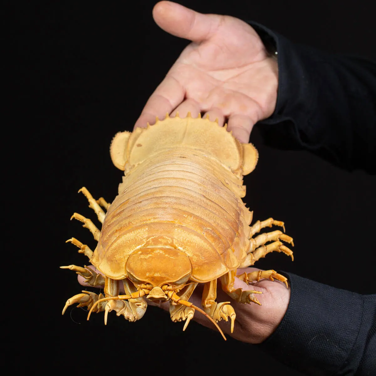 Raro Isopode: Bathynomus giganteus gigante - Una meraviglia degli abissi