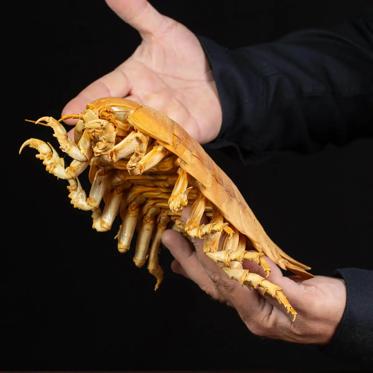 Raro Isopode: Bathynomus giganteus gigante - Una meraviglia degli abissi