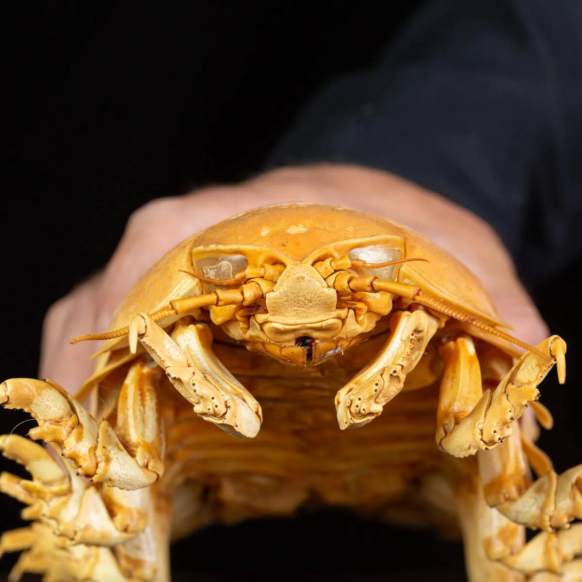 Raro Isopode: Bathynomus giganteus gigante - Una meraviglia degli abissi