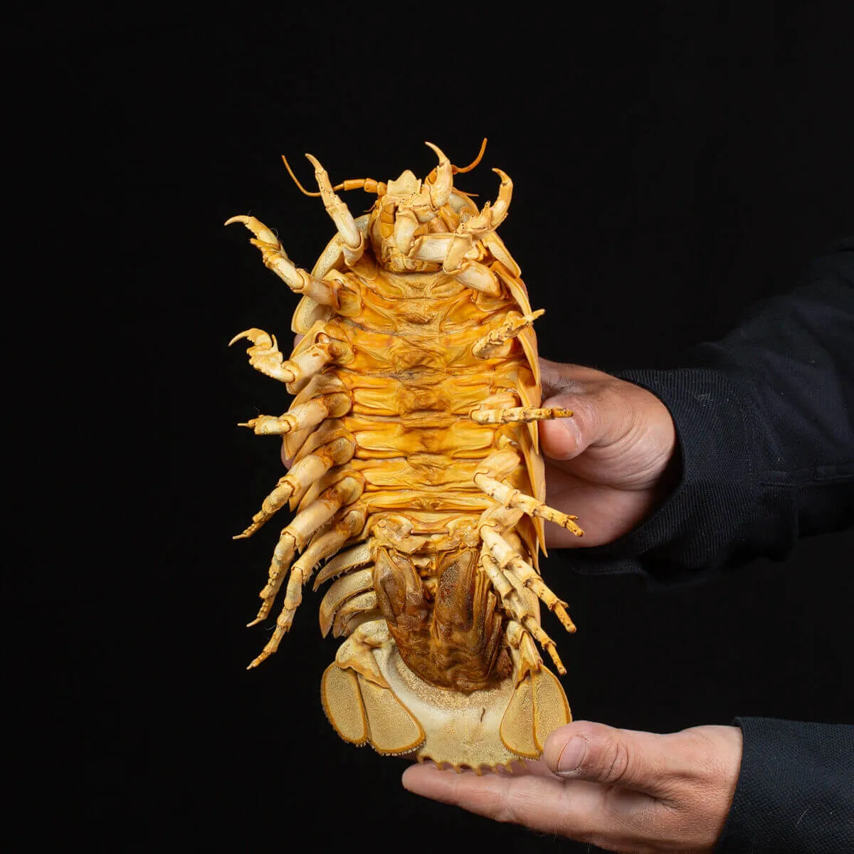 Raro Isopode: Bathynomus giganteus gigante - Una meraviglia degli abissi