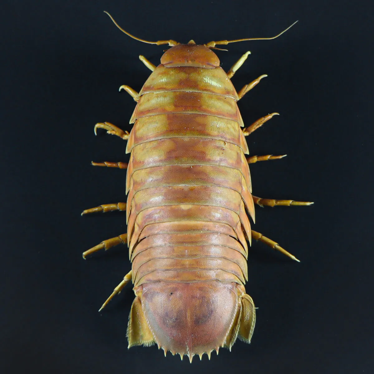 Isopode Bathynomus Giganteus