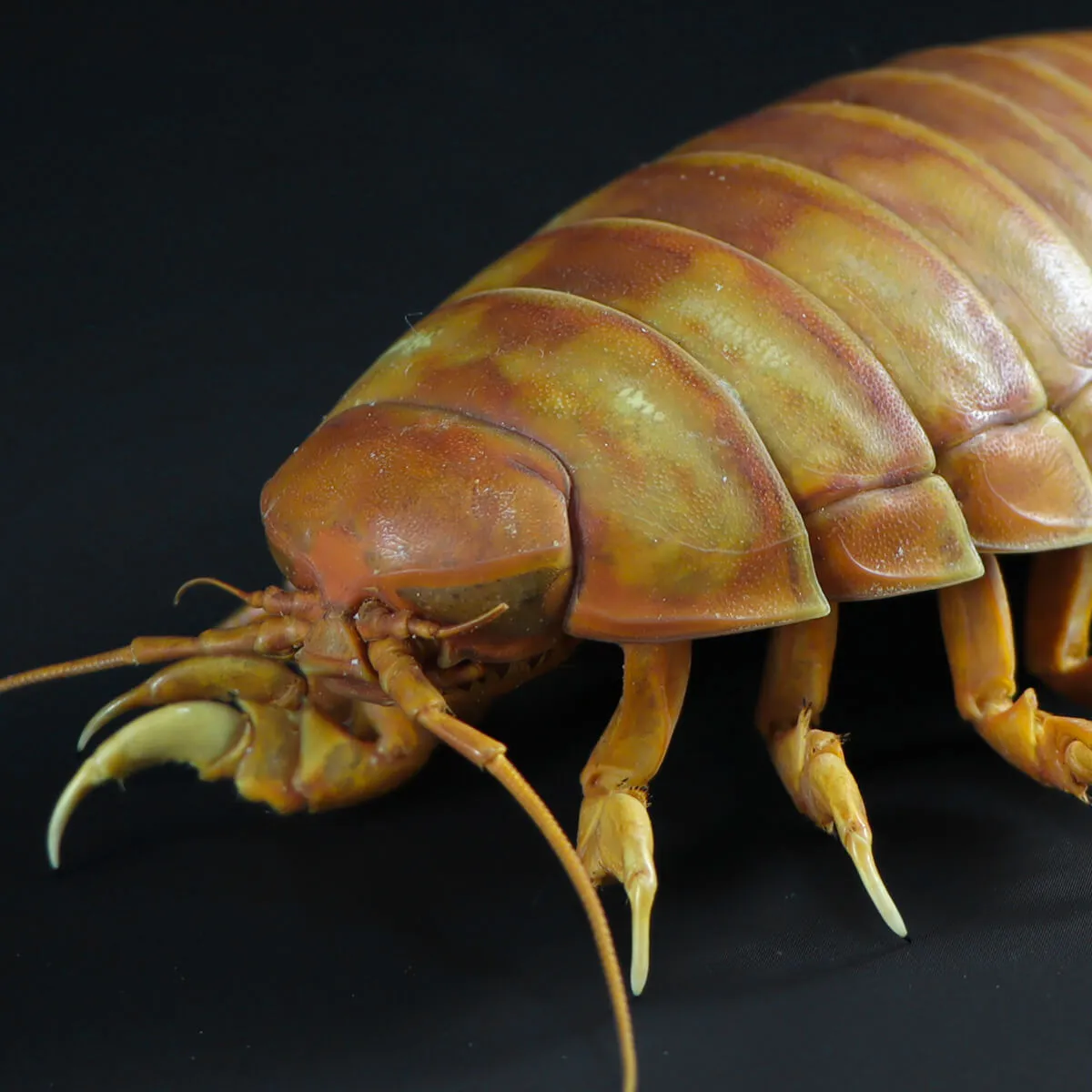 Isopode Bathynomus Giganteus