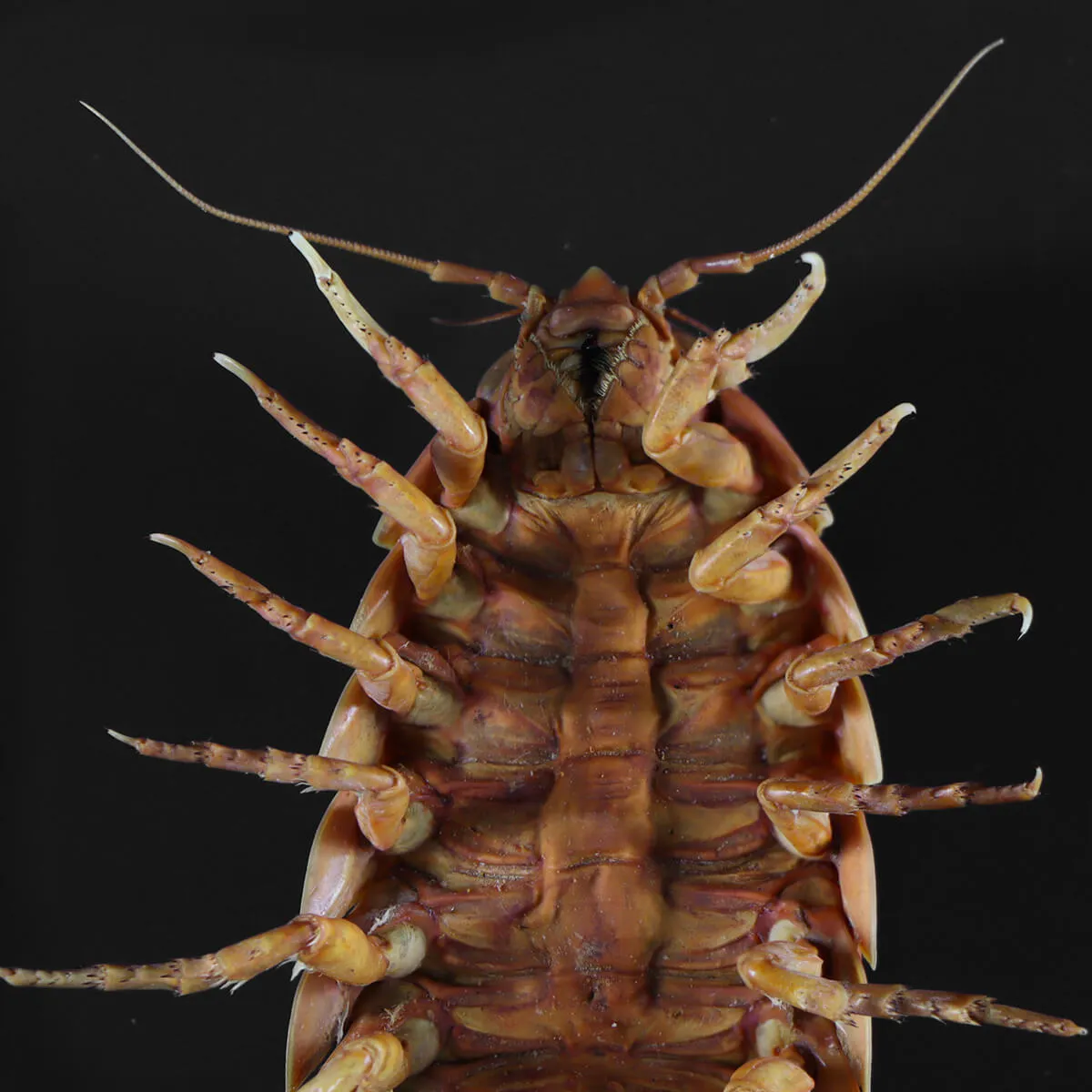 Isopode Bathynomus Giganteus