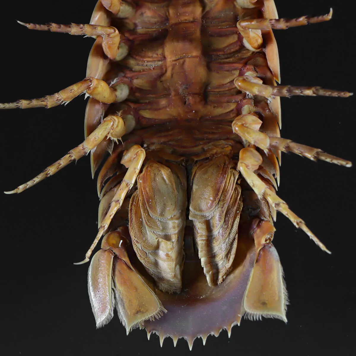 Isopode Bathynomus Giganteus