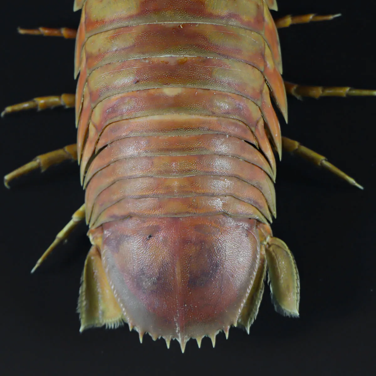 Isopode Bathynomus Giganteus