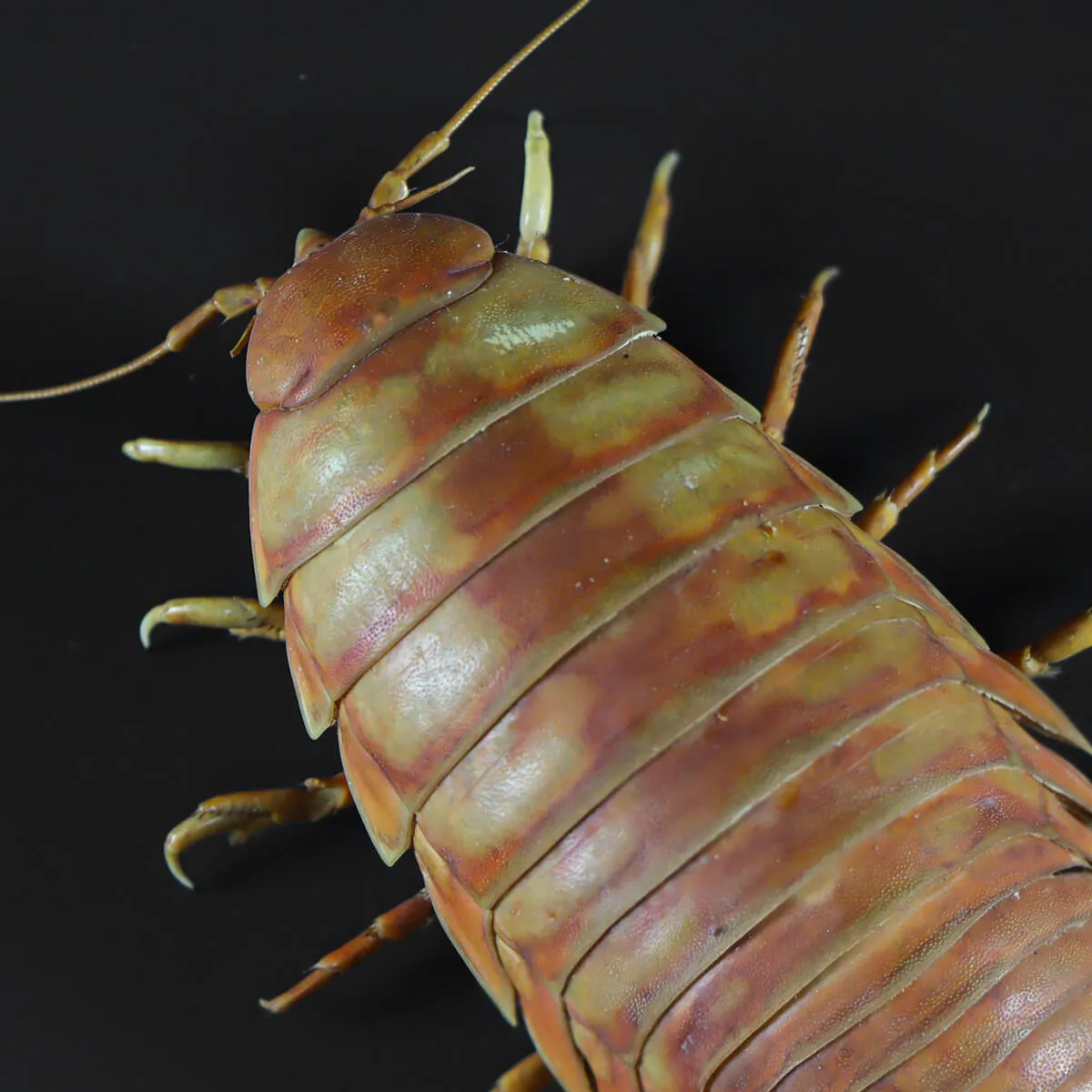 Isopode Bathynomus Giganteus