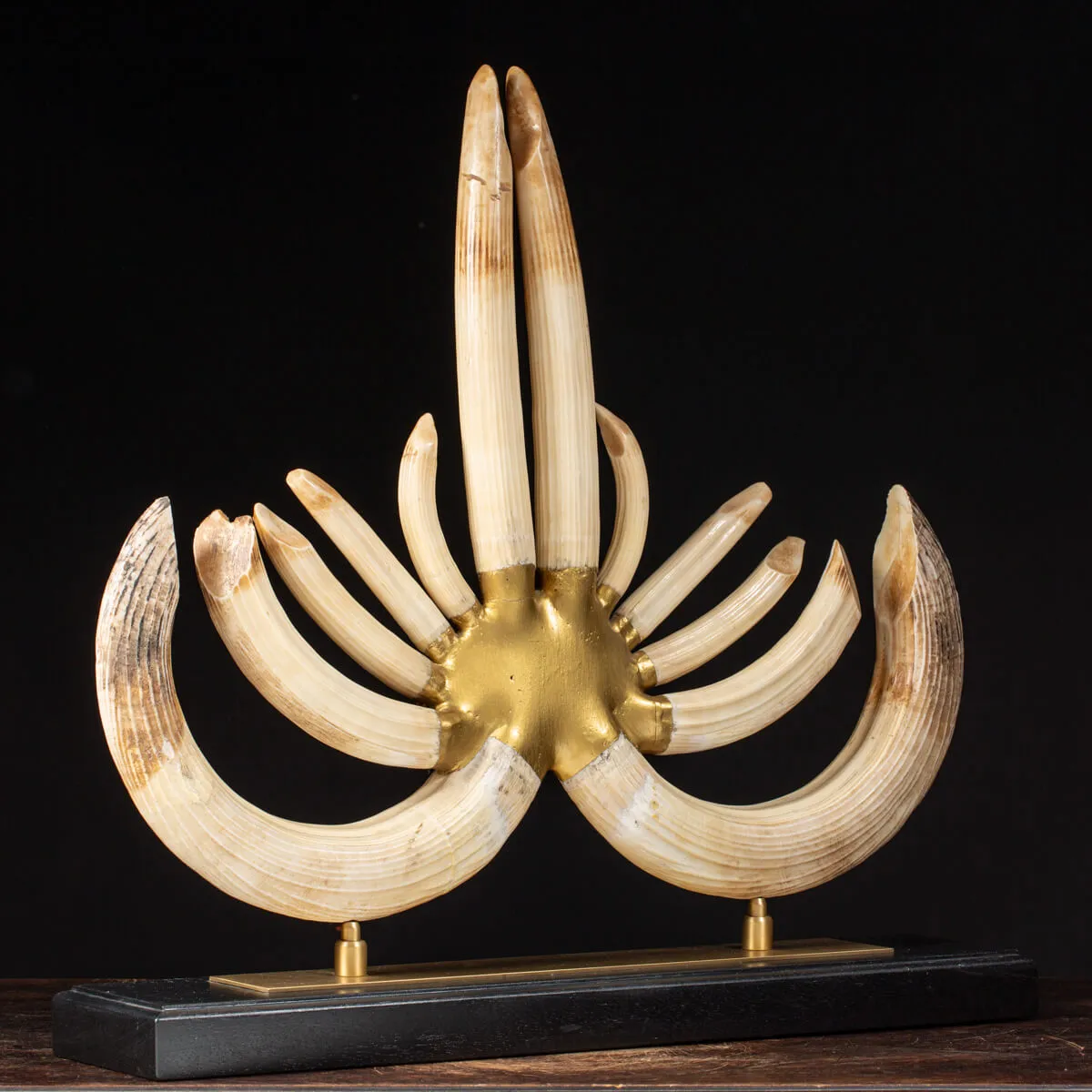 Trofeo Zanne Ippopotamo