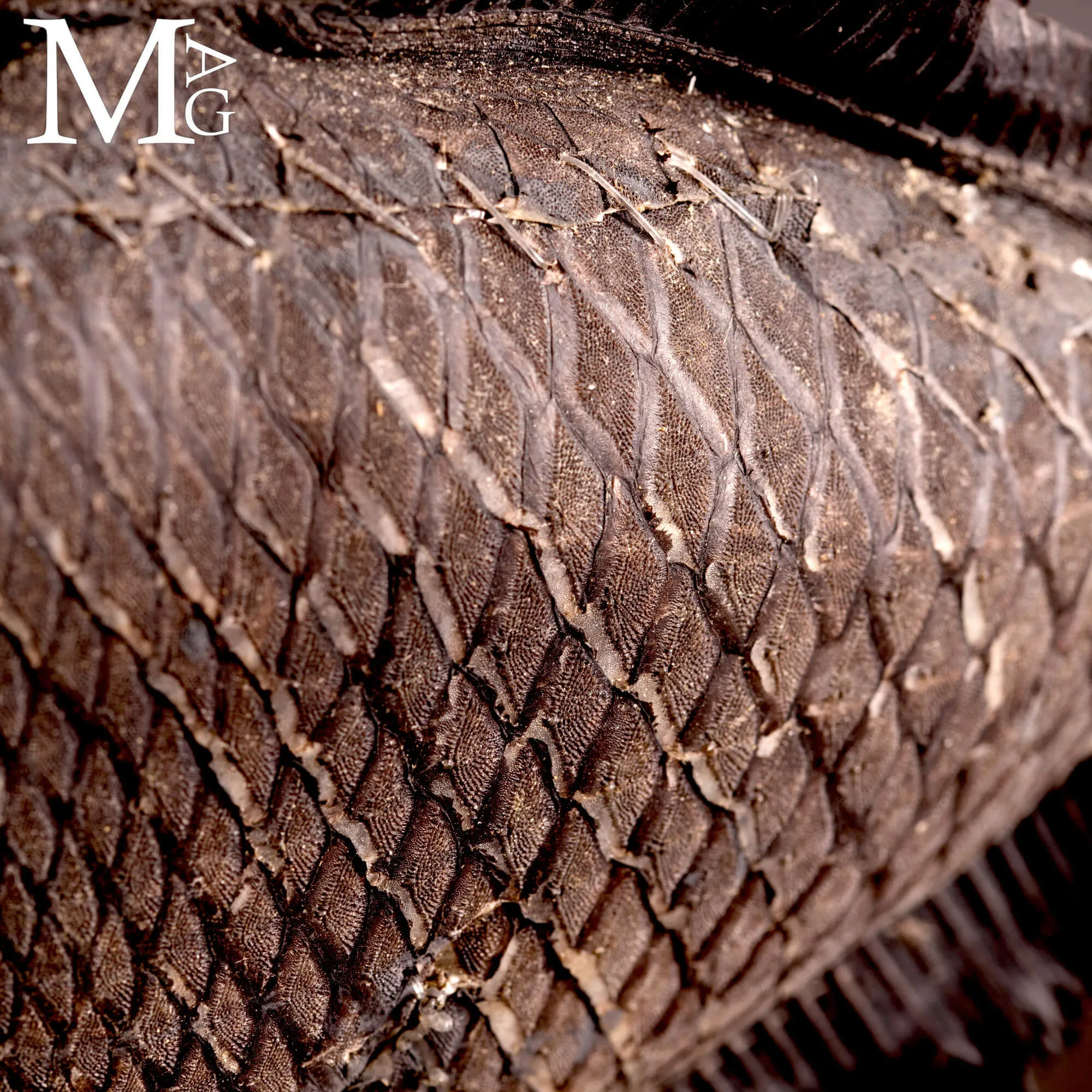 Pesce Balestra Maculato – Canthidermis