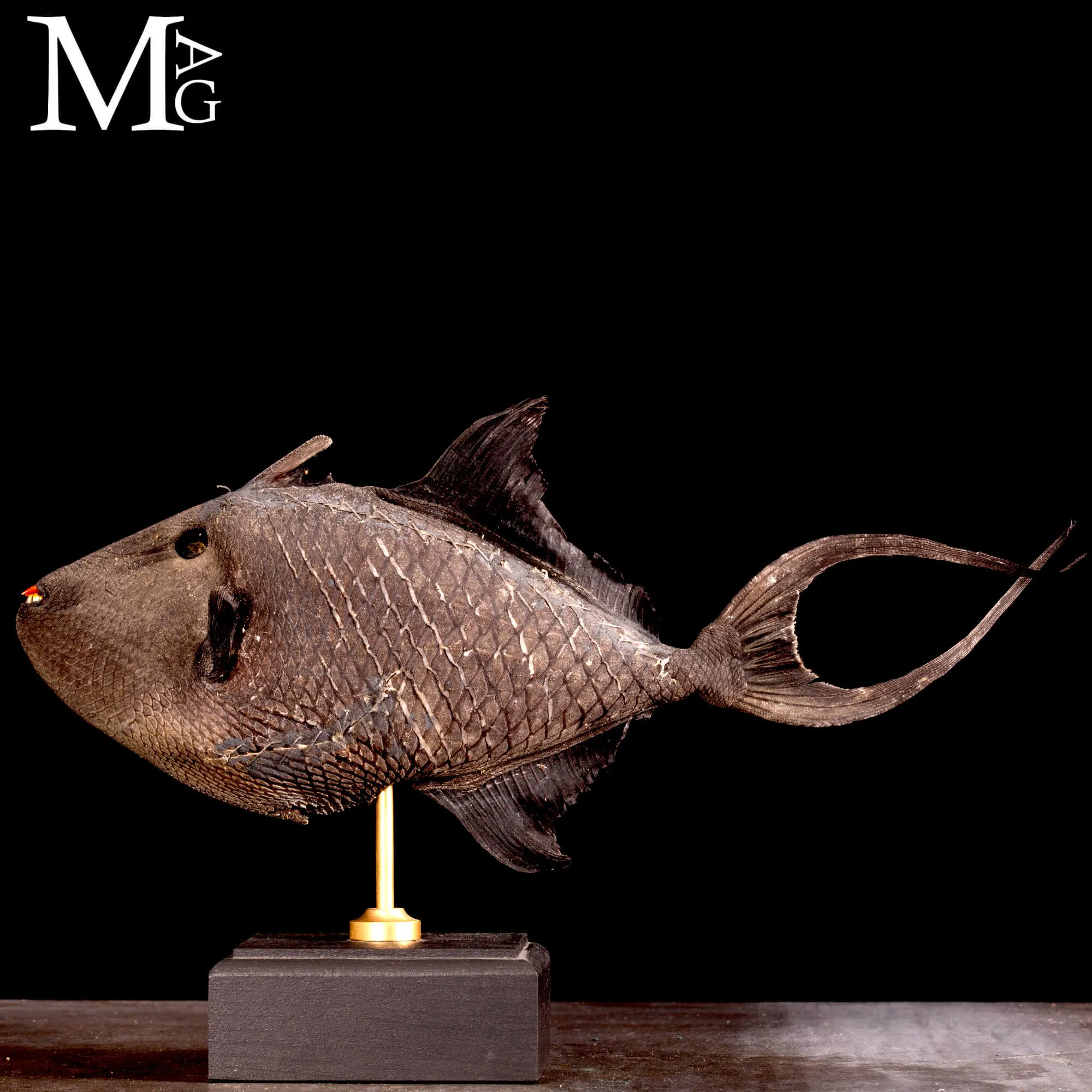 Pesce Balestra Maculato – Canthidermis