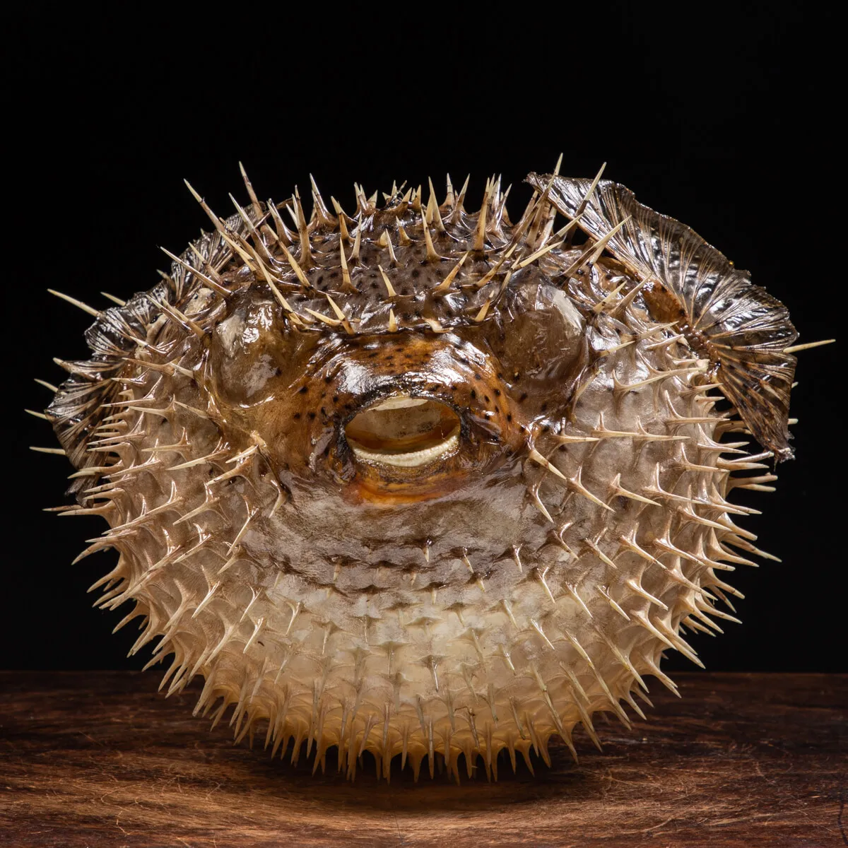 Pesce Istrice - Diodon Histrix