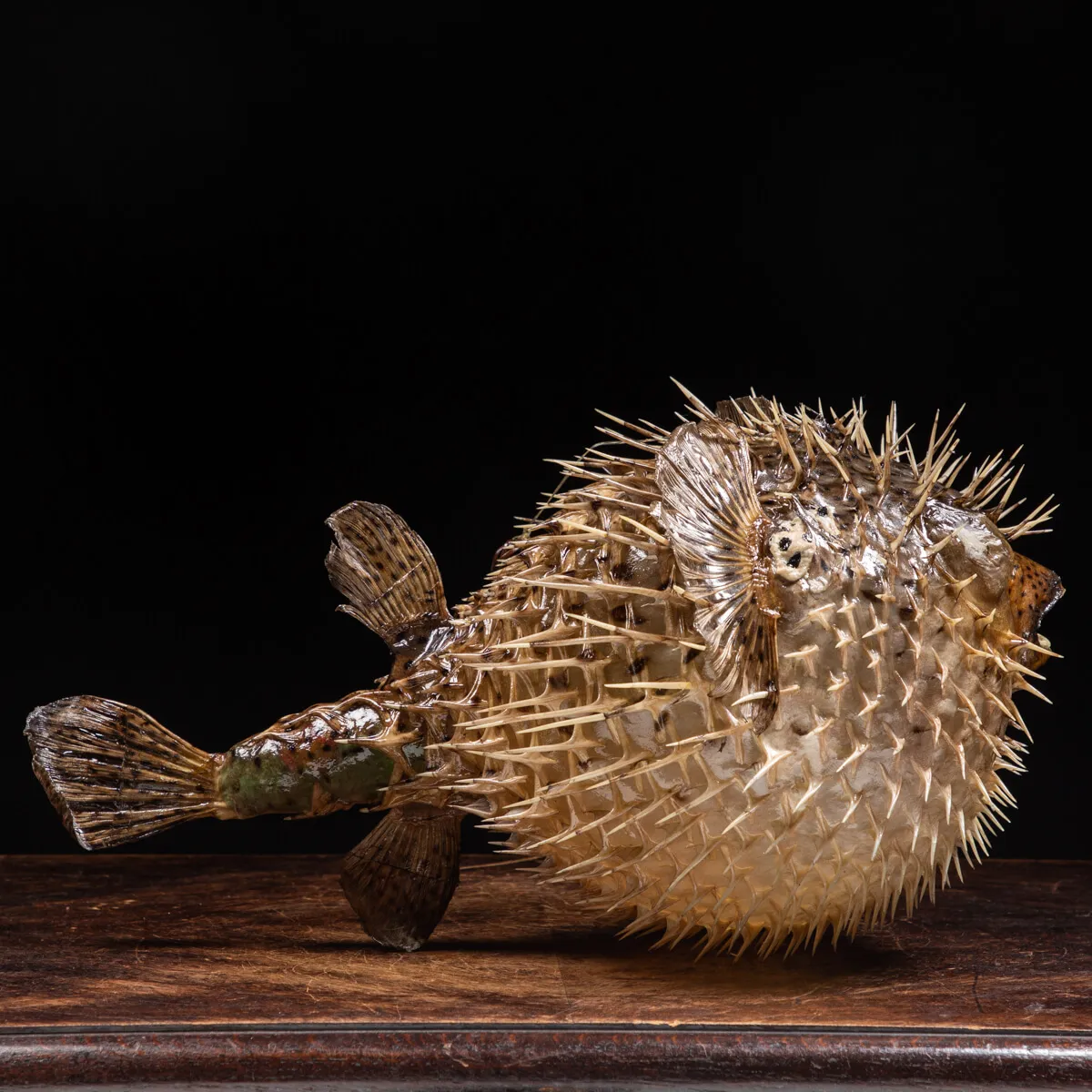 Pesce Istrice - Diodon Histrix